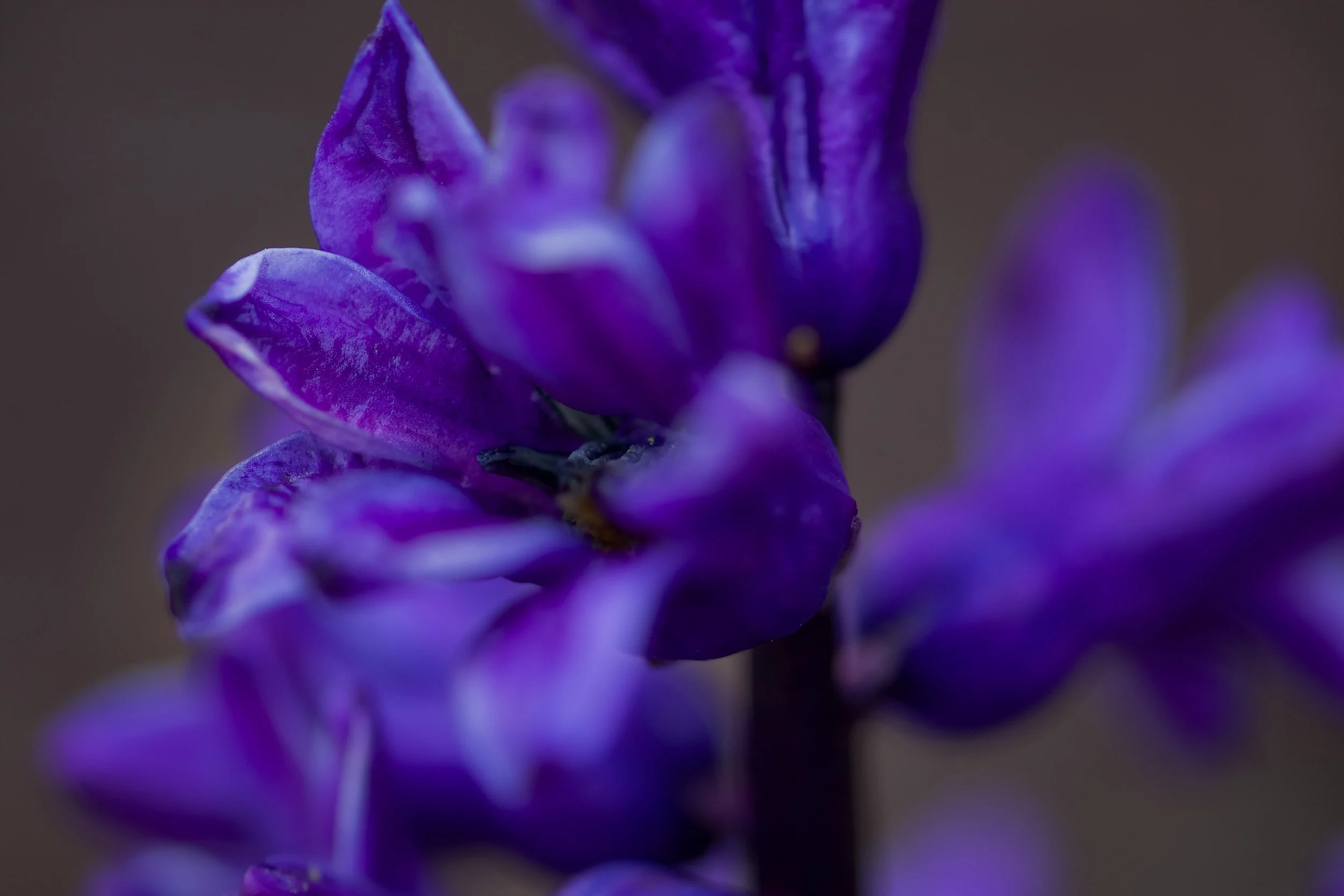 Velvet Twilight Bloom (Purple Flower Wall Art Print)