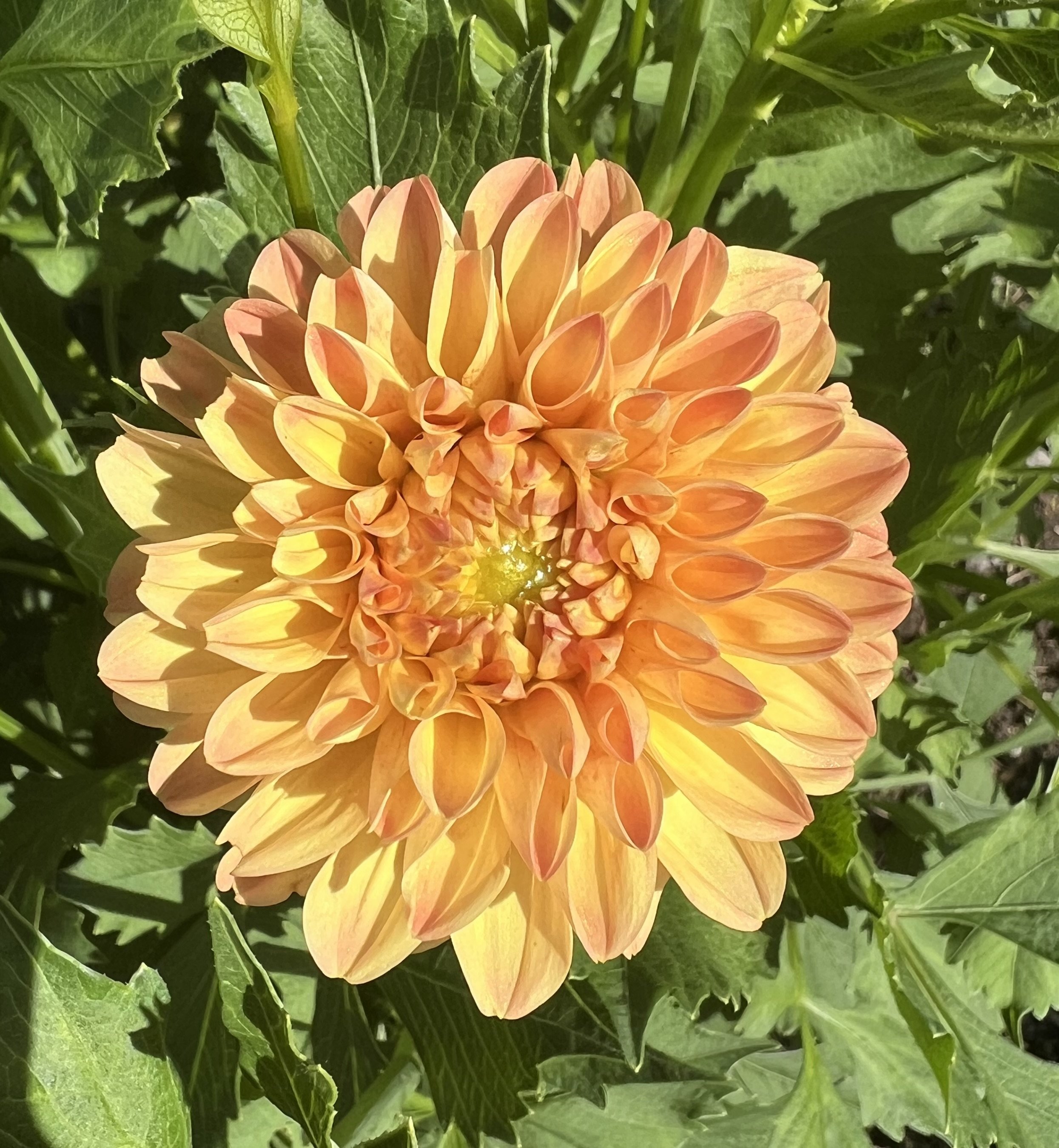 Ferncliff Sunstruck