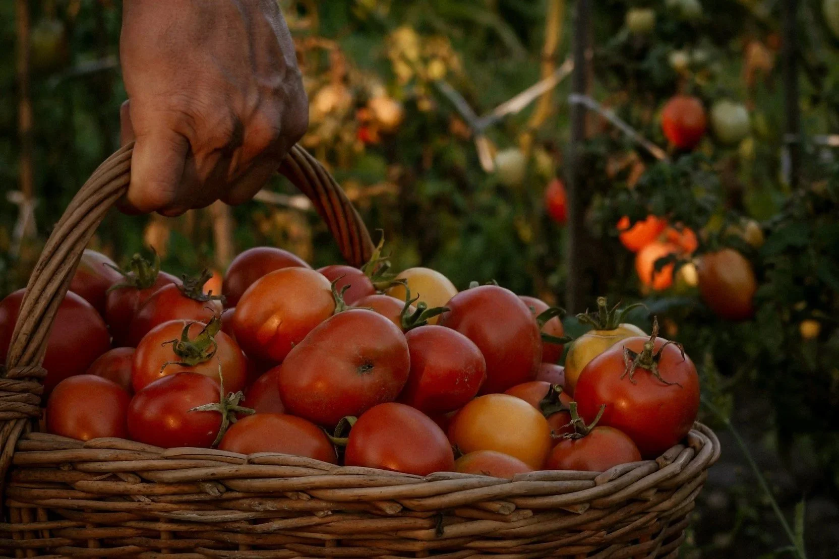 Abundance in nature as a model for value-based reciprocity in integrative therapy