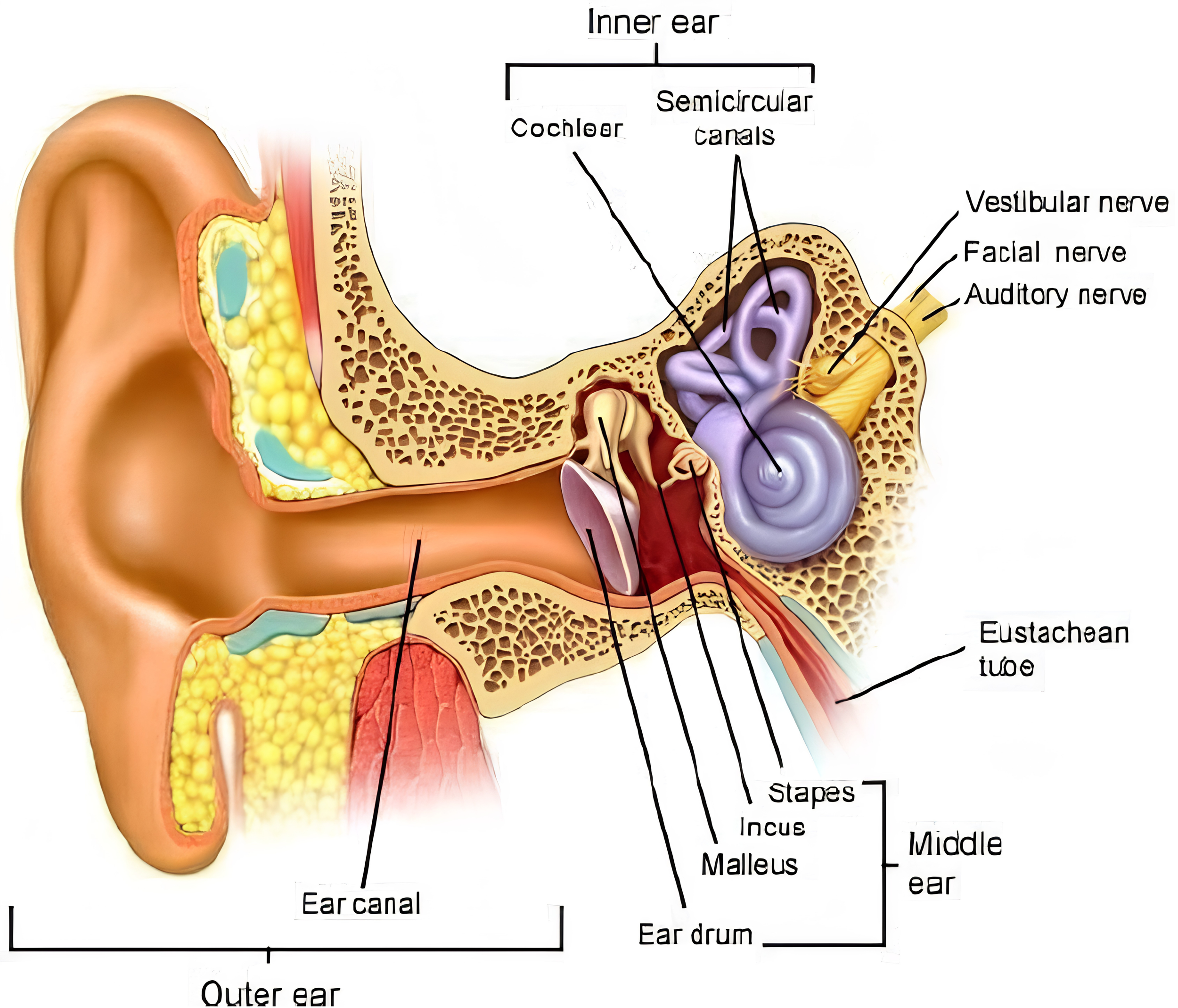 Diagram of the human ear showing outer ear, middle ear, and inner ear with labeled parts: outer ear, ear canal, eardrum, malleus, incus, stapes, middle ear, Eustachian tube, inner ear, cochlear, semicircular canals, vestibular nerve, facial nerve, auditory nerve.