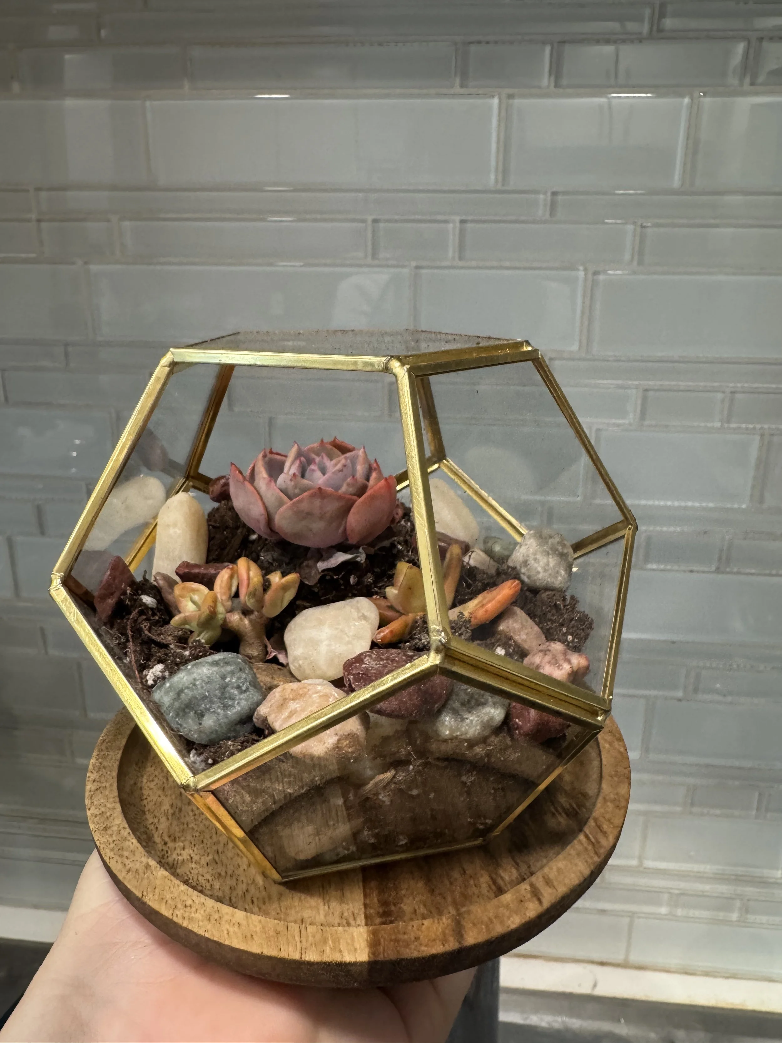 Succulent Terrarium _2025-06-13 15.34.32.jpg