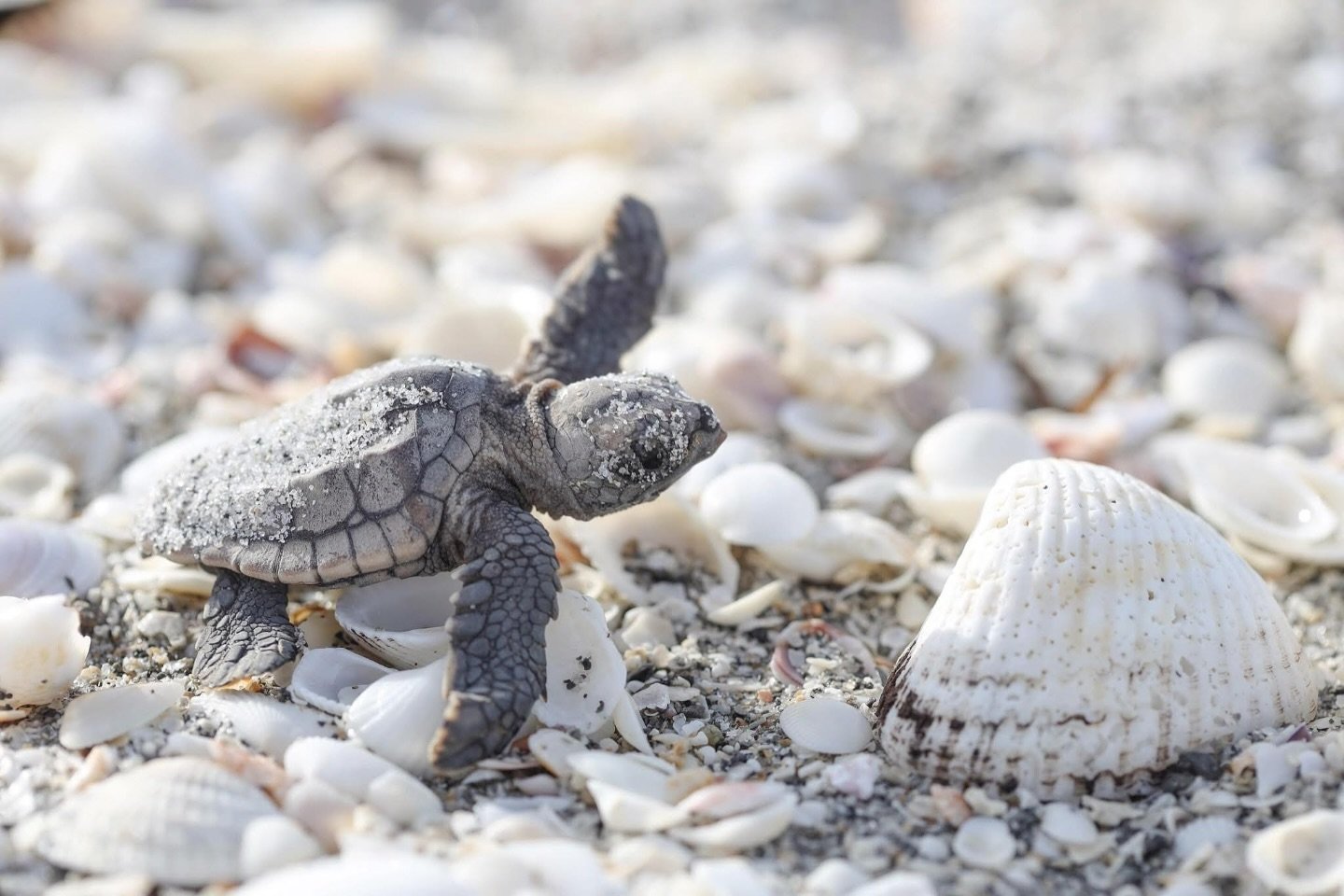 Happy second day of @sccf_swfl Sea Turtle Nesting Patrol Season! 🐢🐚

📸: Me!