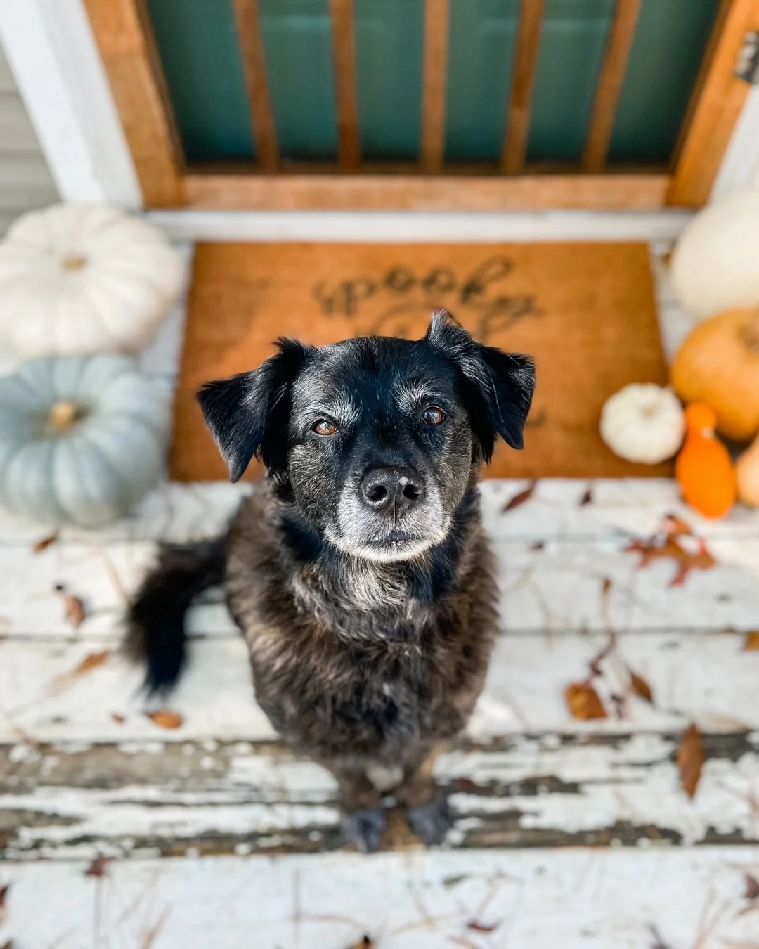 Forever in love with fall, part 2 🍁🍂🎃🕯️