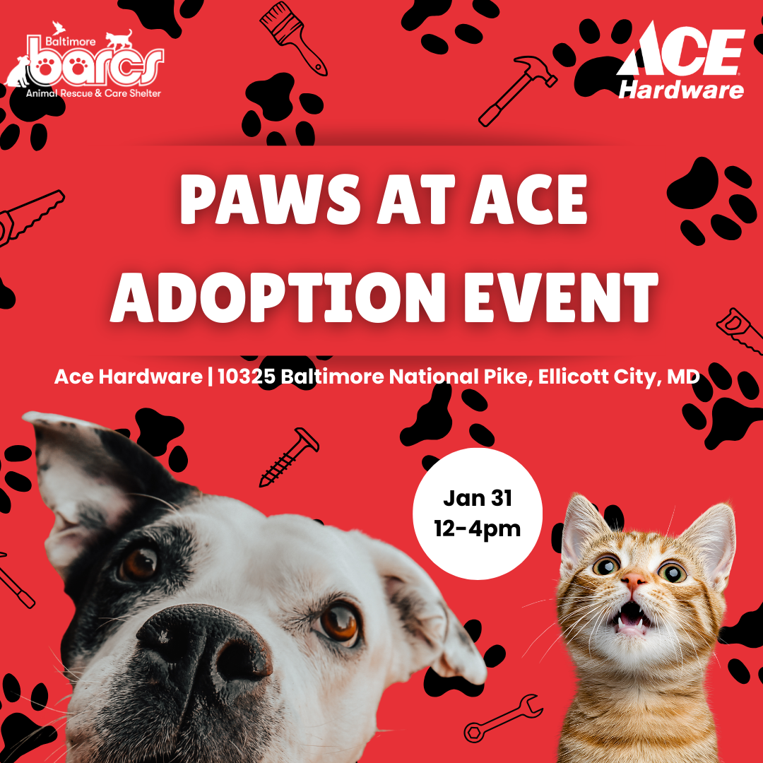 Paws at Ace—Adoption Event at Westlake Ace Hardware