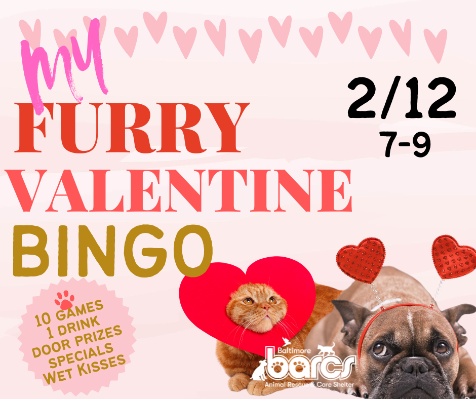 My Furry Valentine Bingo