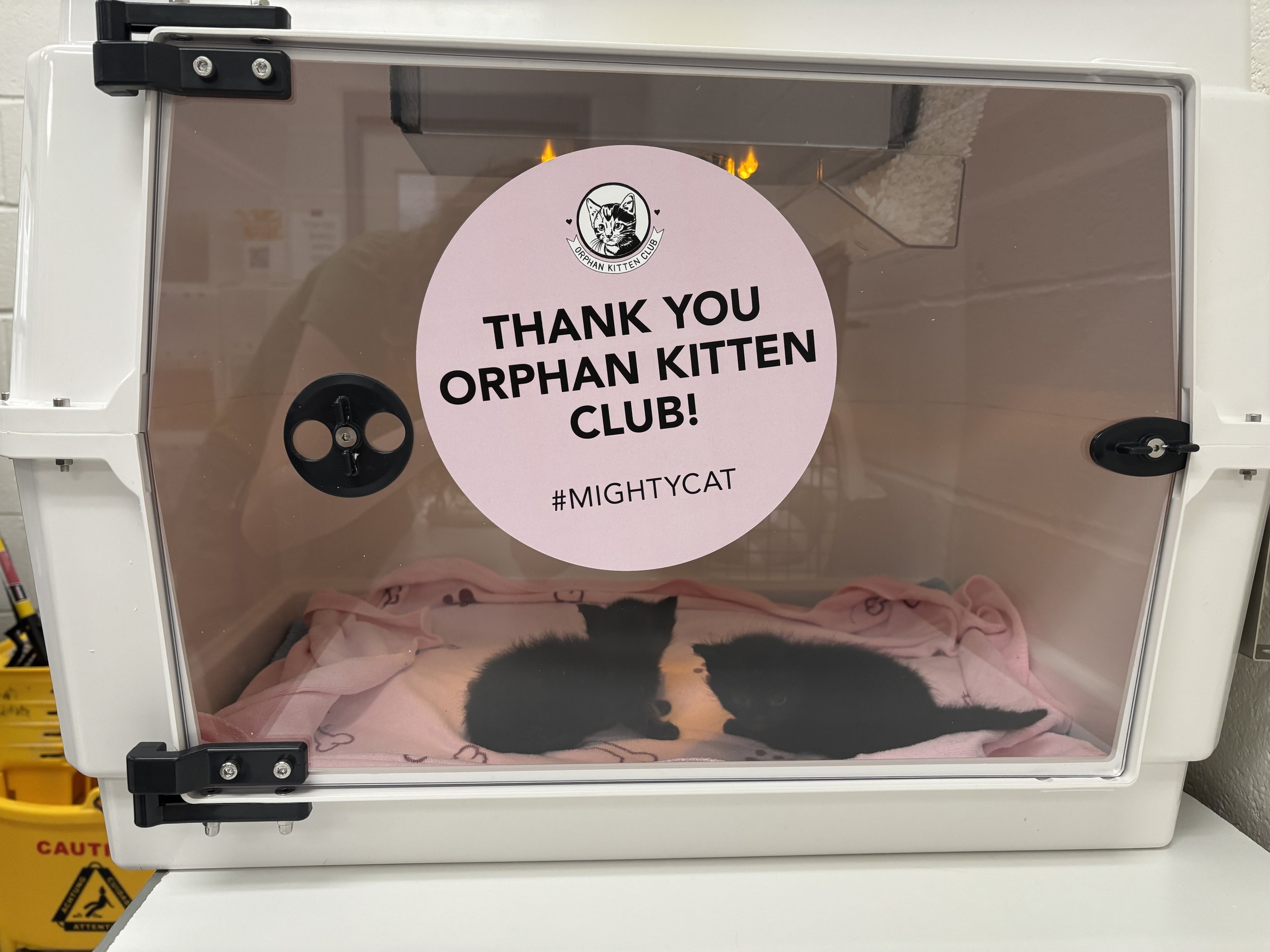 BARCS Animal Shelter Awarded $3,000 Orphan Kitten Club Grant&nbsp;