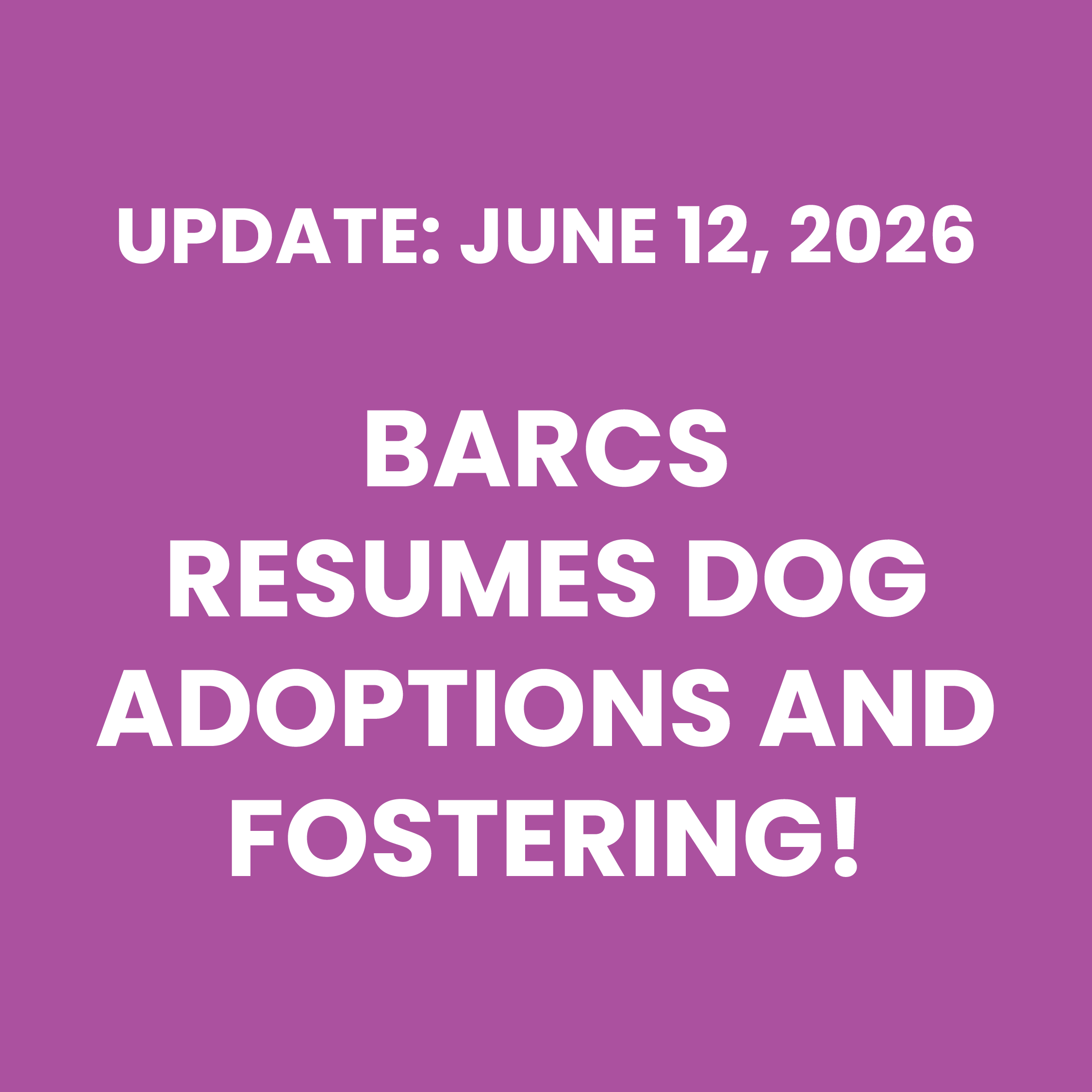 BARCS RESUMES DOG ADOPTIONS AND FOSTERING!