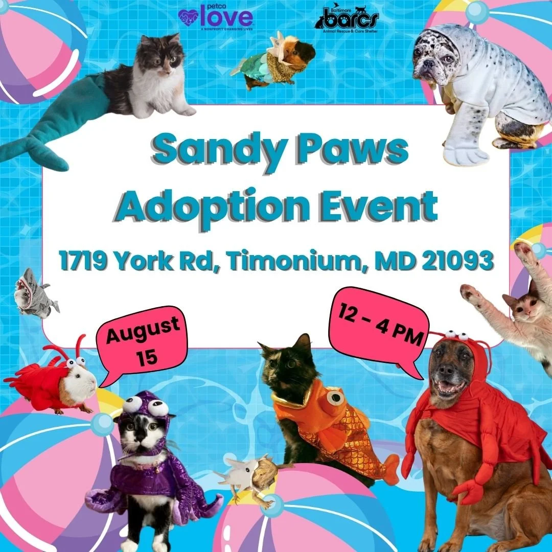Sandy Paws Adoption Event at Petco Timonium