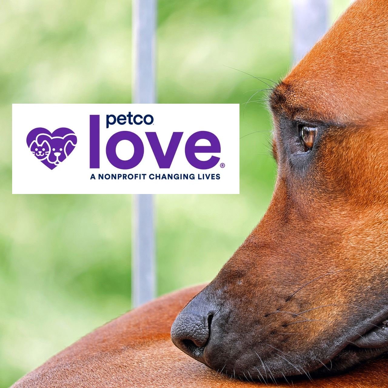 National Nonprofit Petco Love Invests in BARCS Animal Shelter to Save and Improve the Lives of Pets in Baltimore City