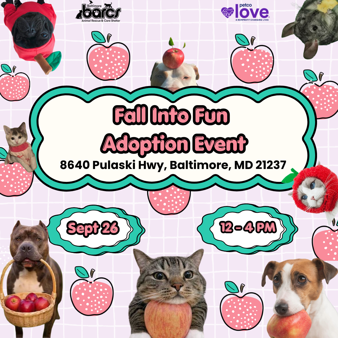 Fall Into Fun Adoption Event at Petco Towson