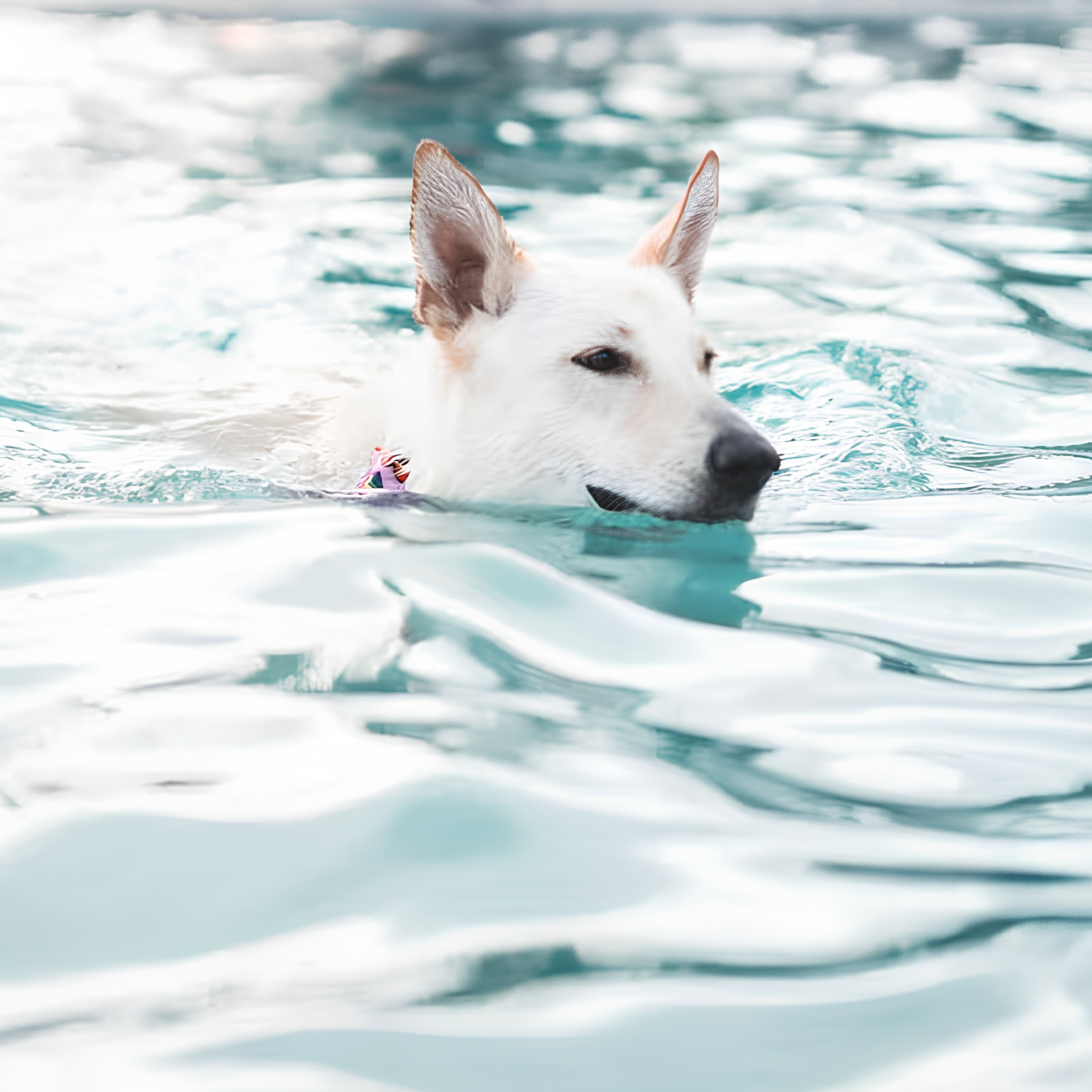 Annual End-of-Season Dog Swim at Pendry Baltimore