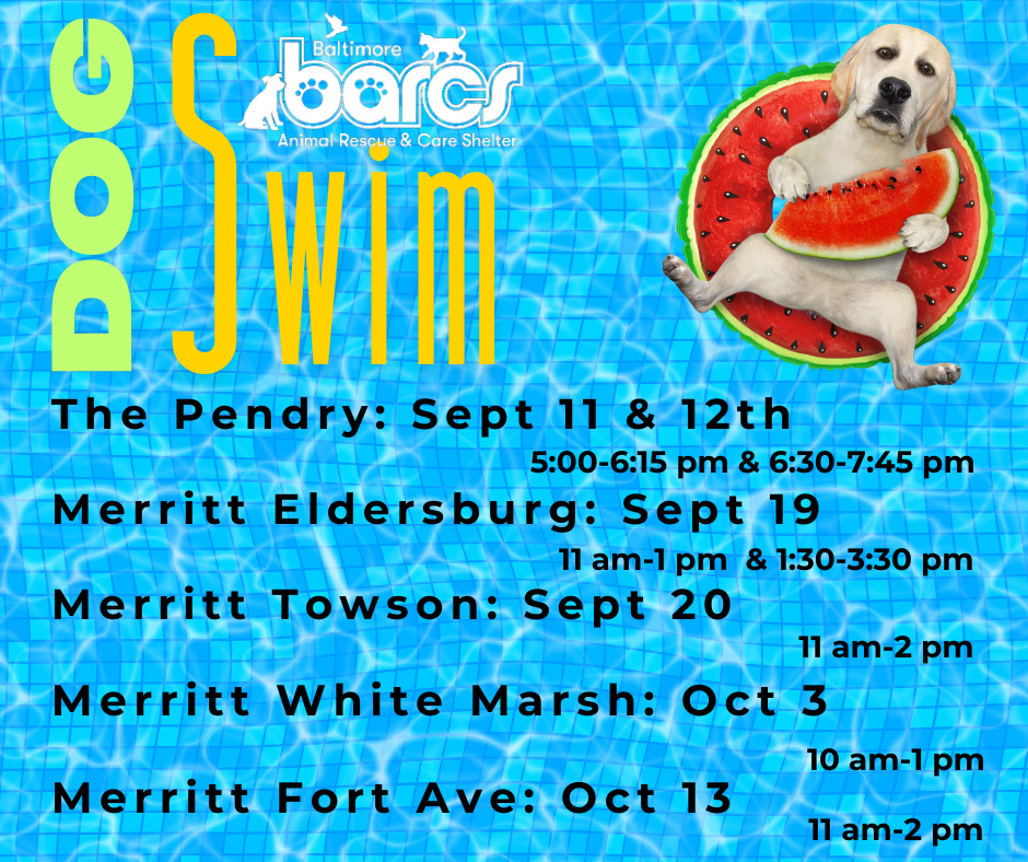Dog Swim at Merritt Clubs Towson