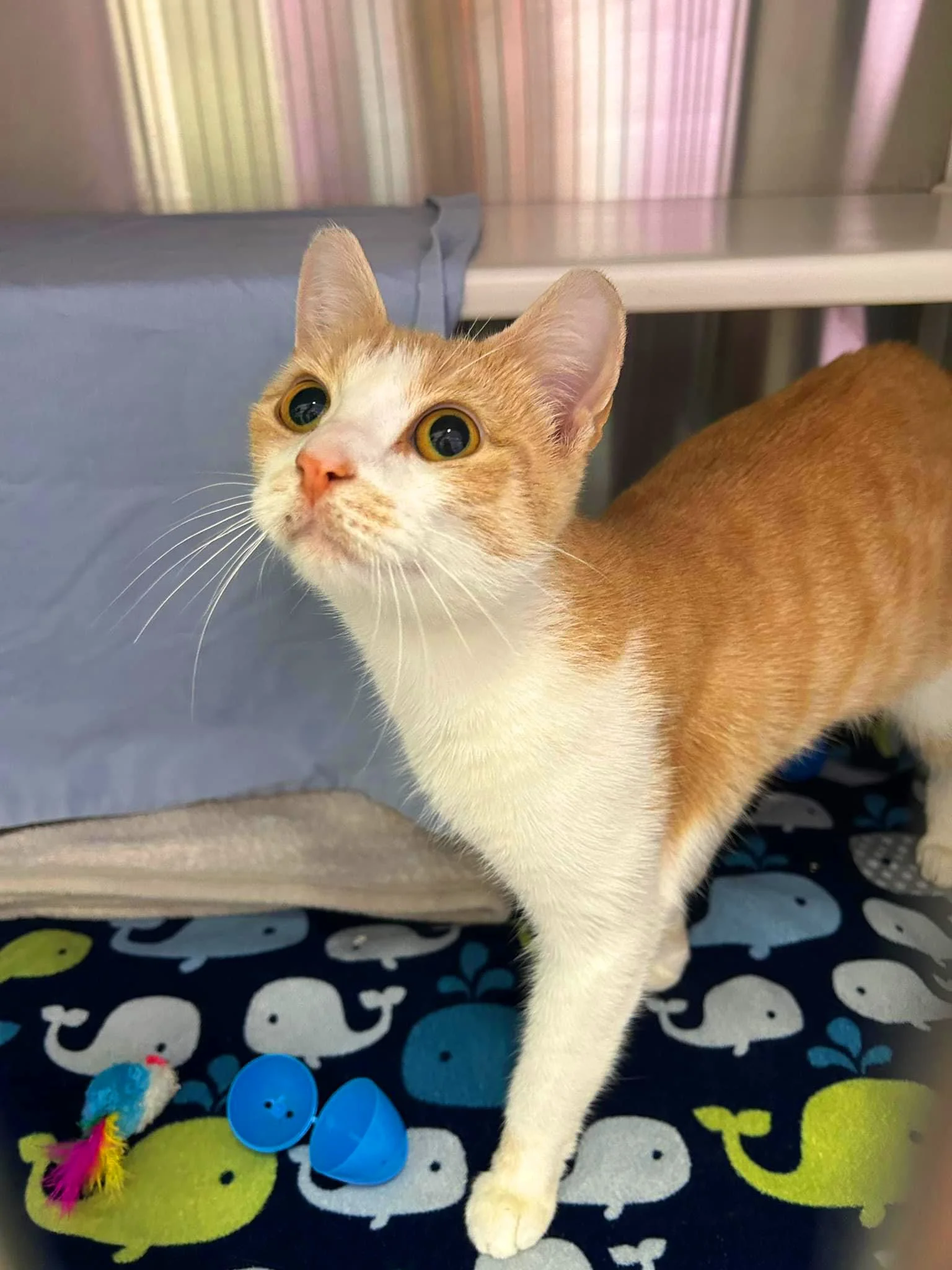 Overview of BARCS — Baltimore Animal Rescue and Care Shelter (BARCS)