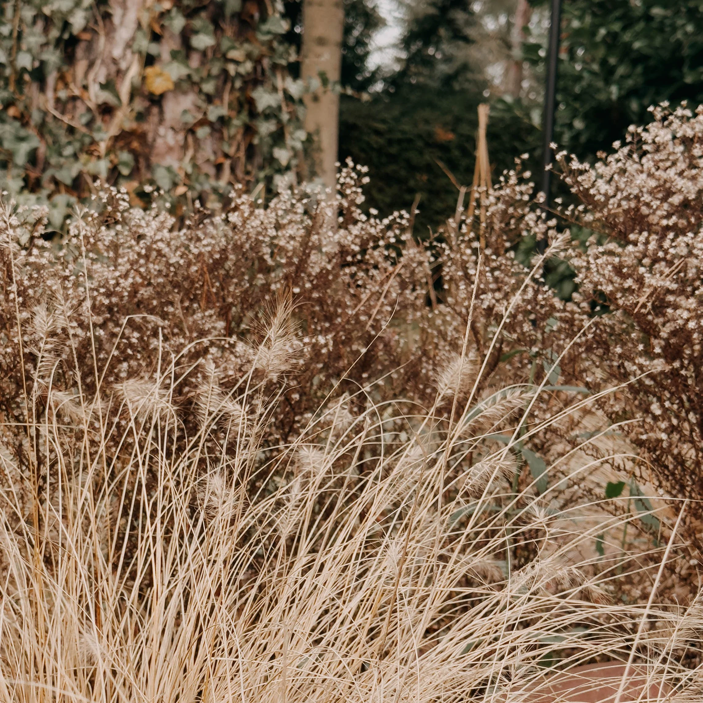 Mein Garten im Januar
