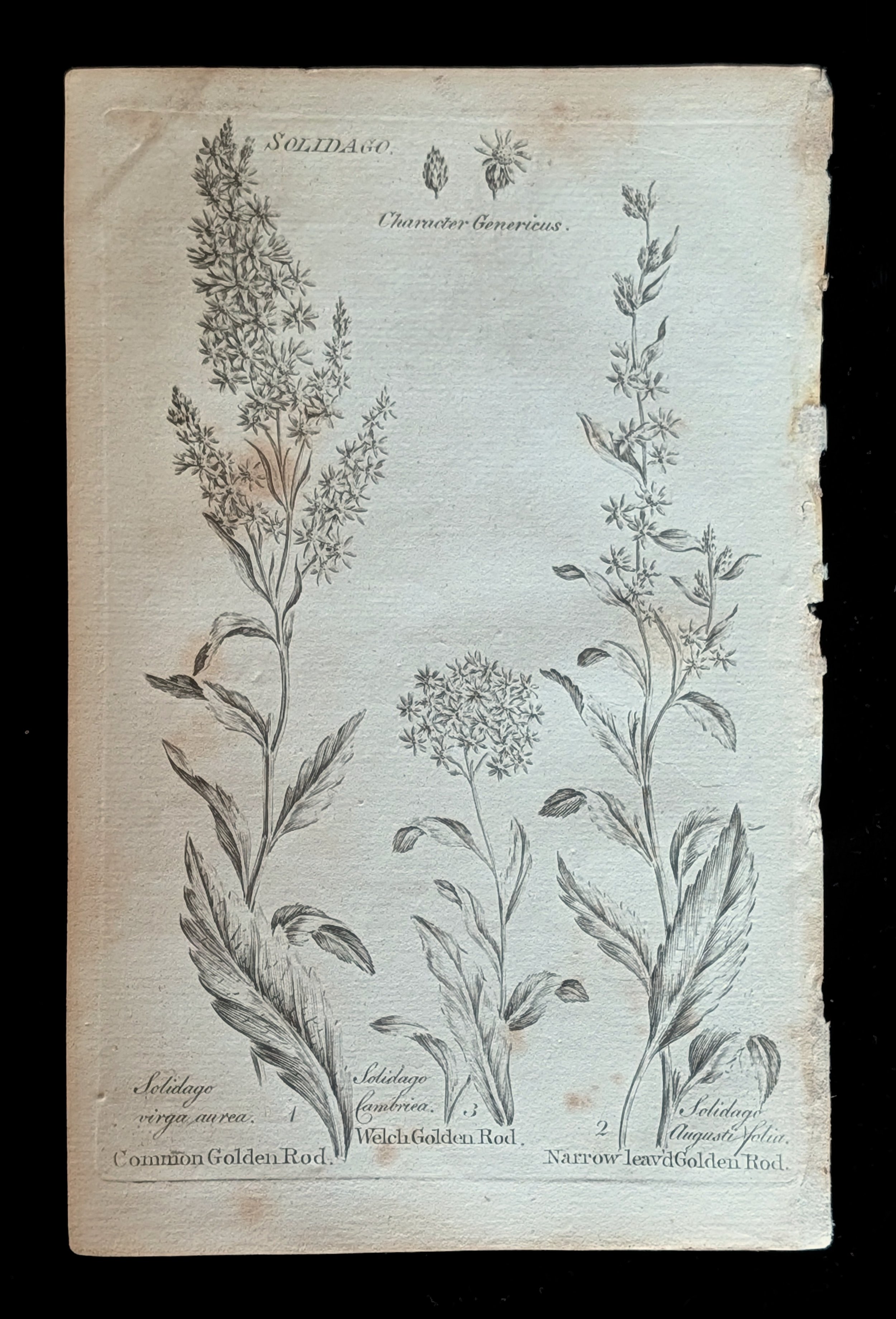31_PLATE_GoldenRods.jpg