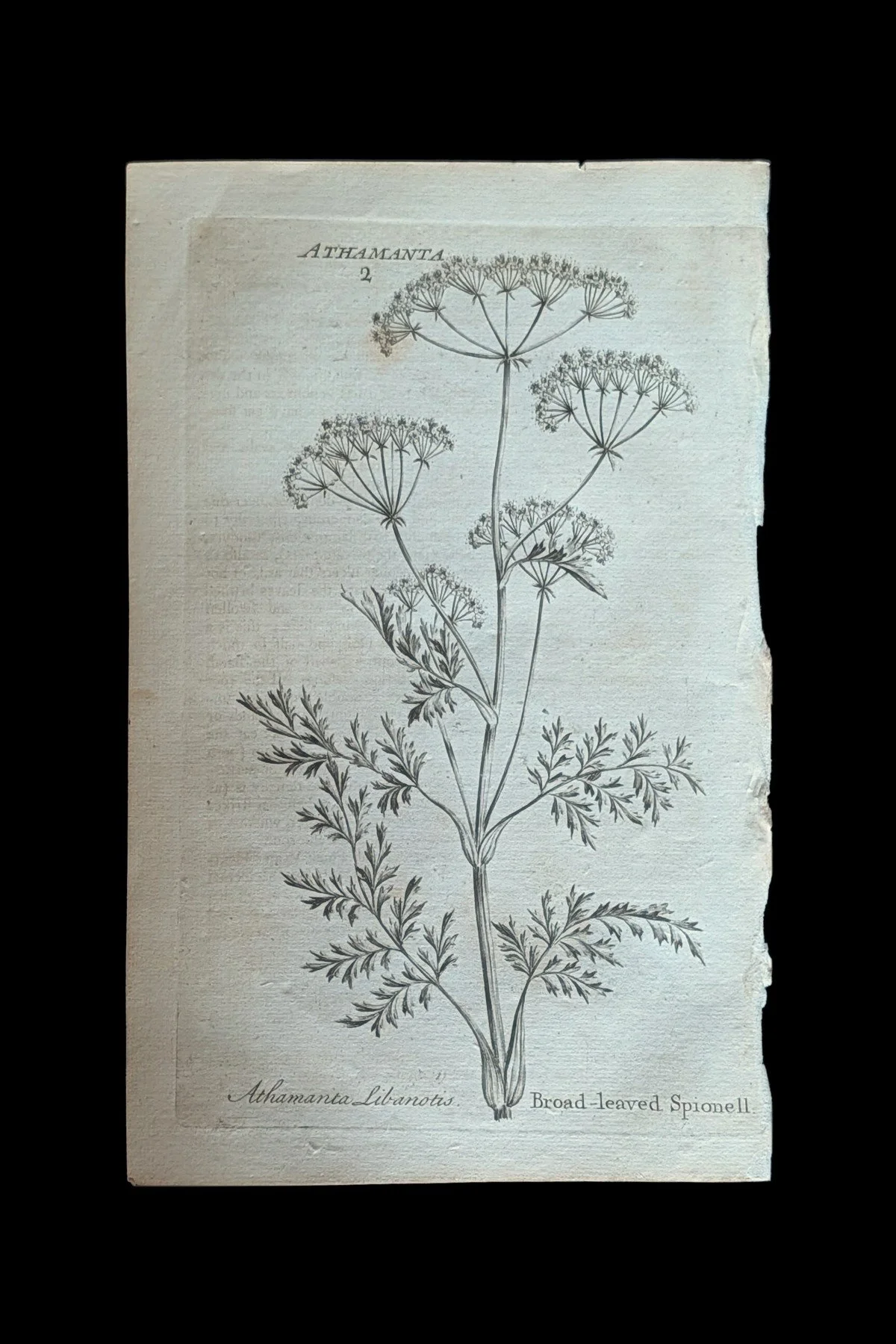 R_37_PLATE_BroadLeavedSpignel.jpg