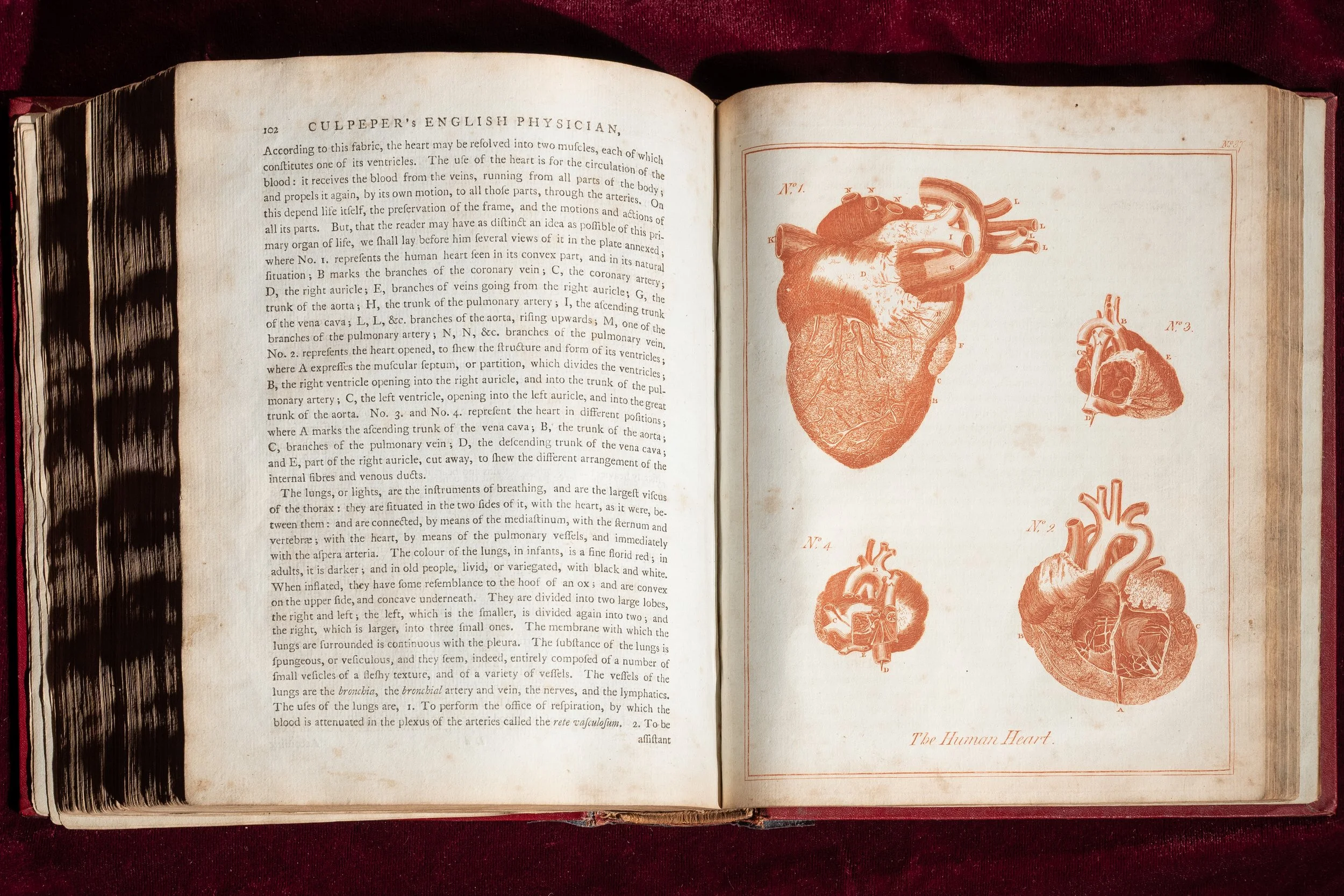 Culpeper-1653 (8).jpg