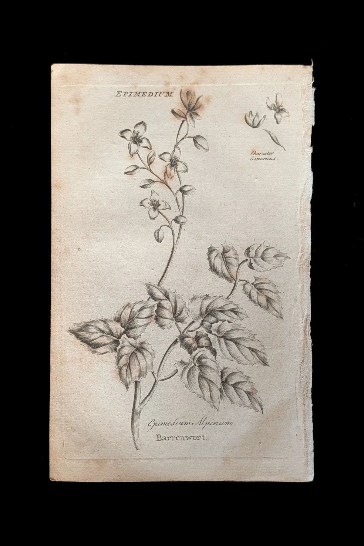 C1792_P12_Barrenwort_plate.jpg