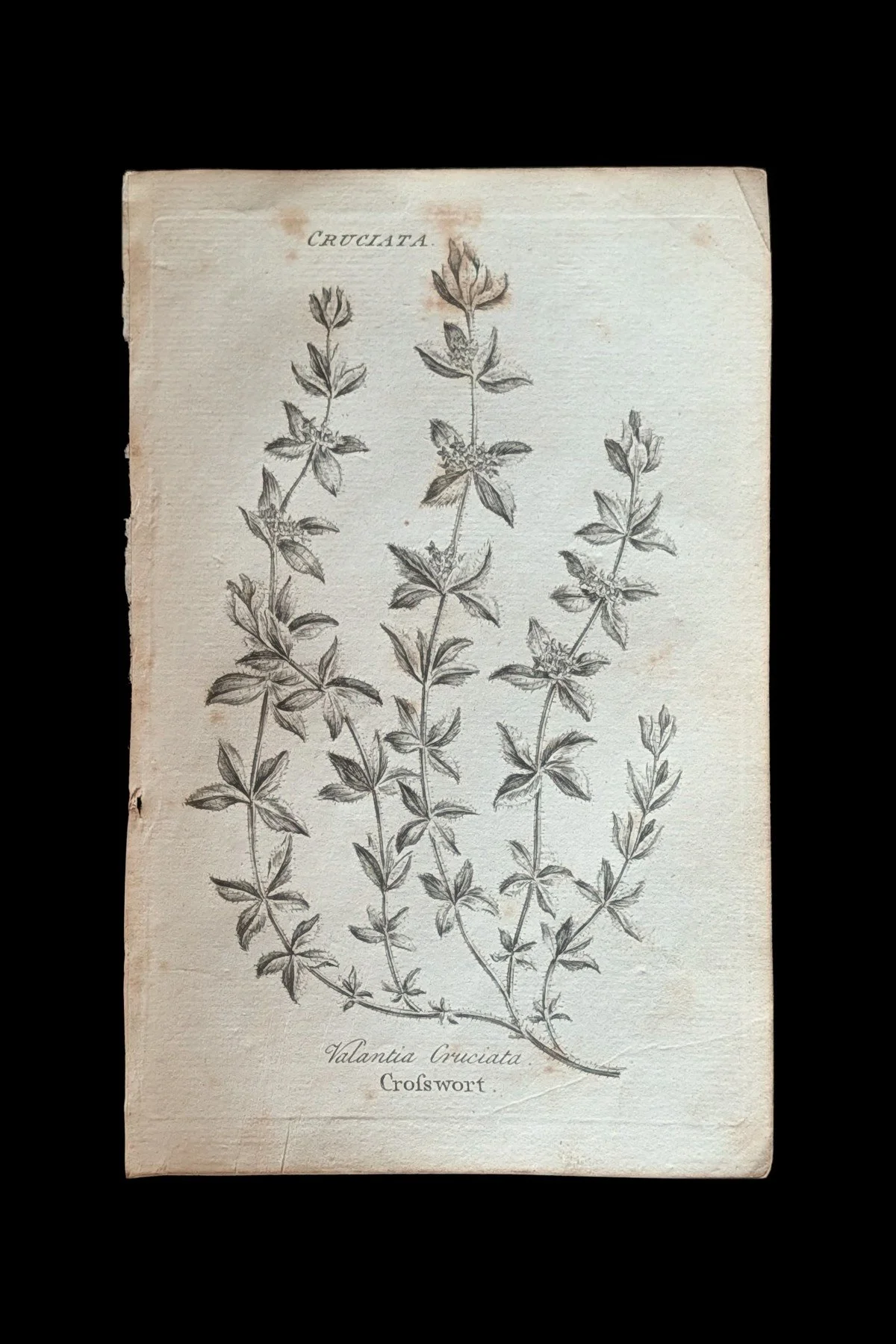 R_32_PLATE_Crosswort.jpg