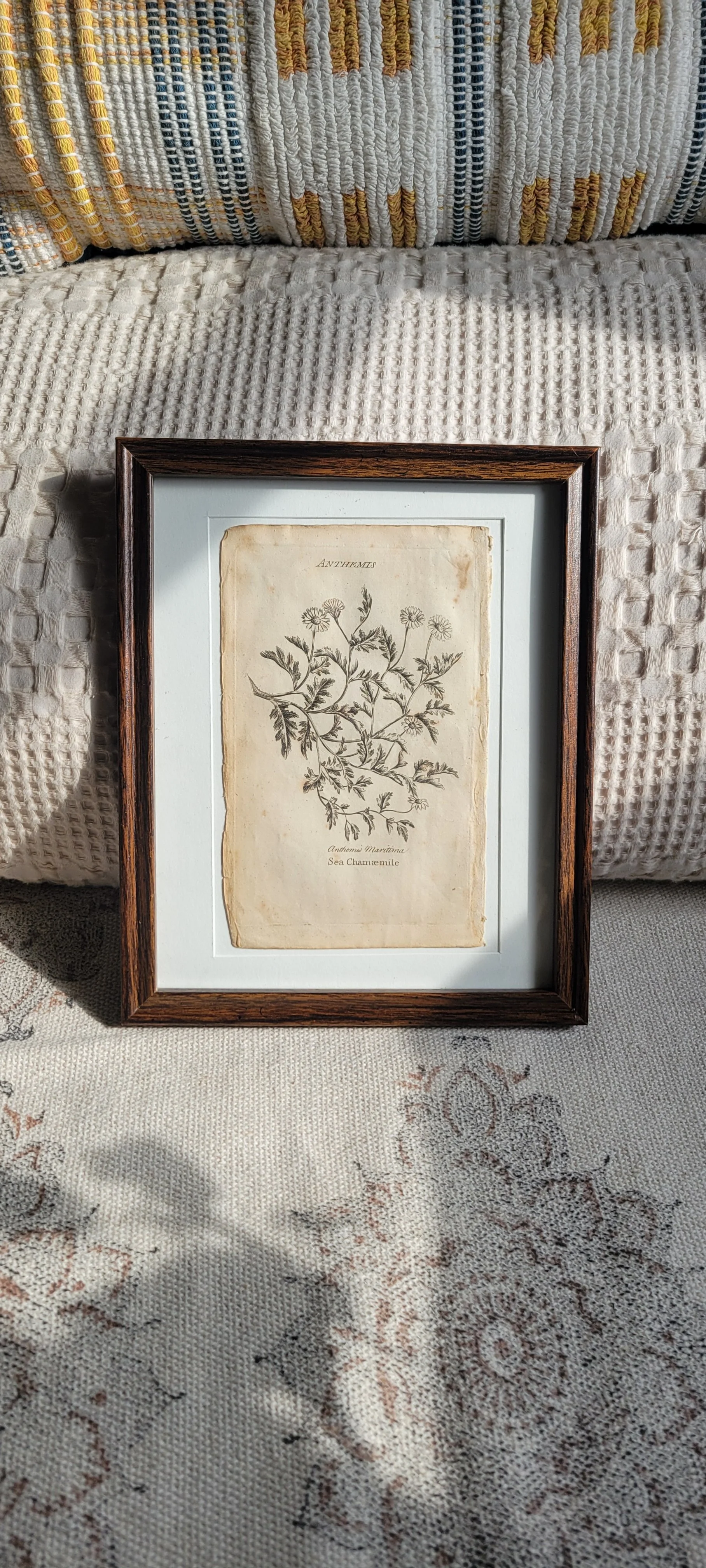 culpeper-1792-framed-sea-chamomile.jpg
