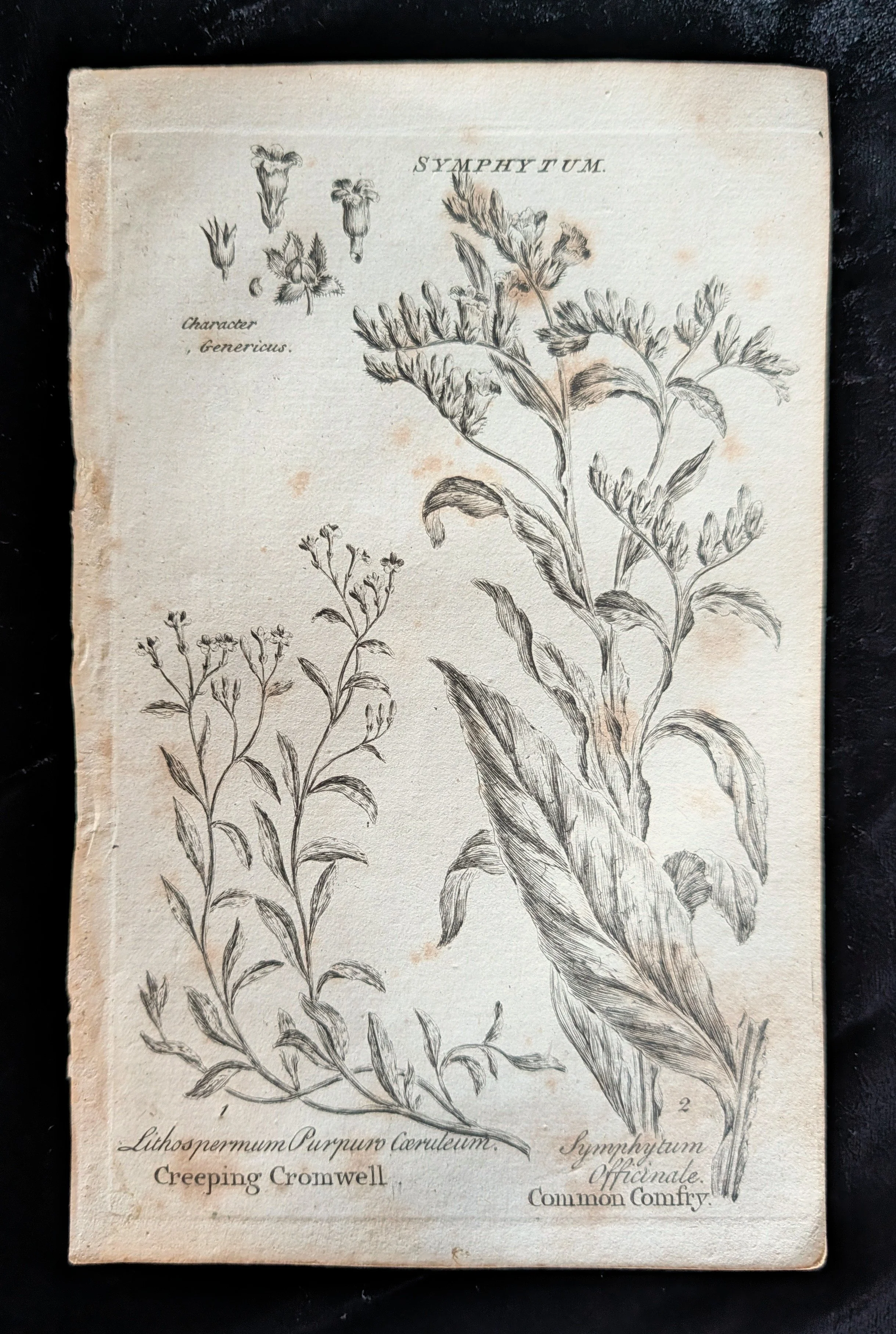 01_PAIR_Comfrey_plate.jpg
