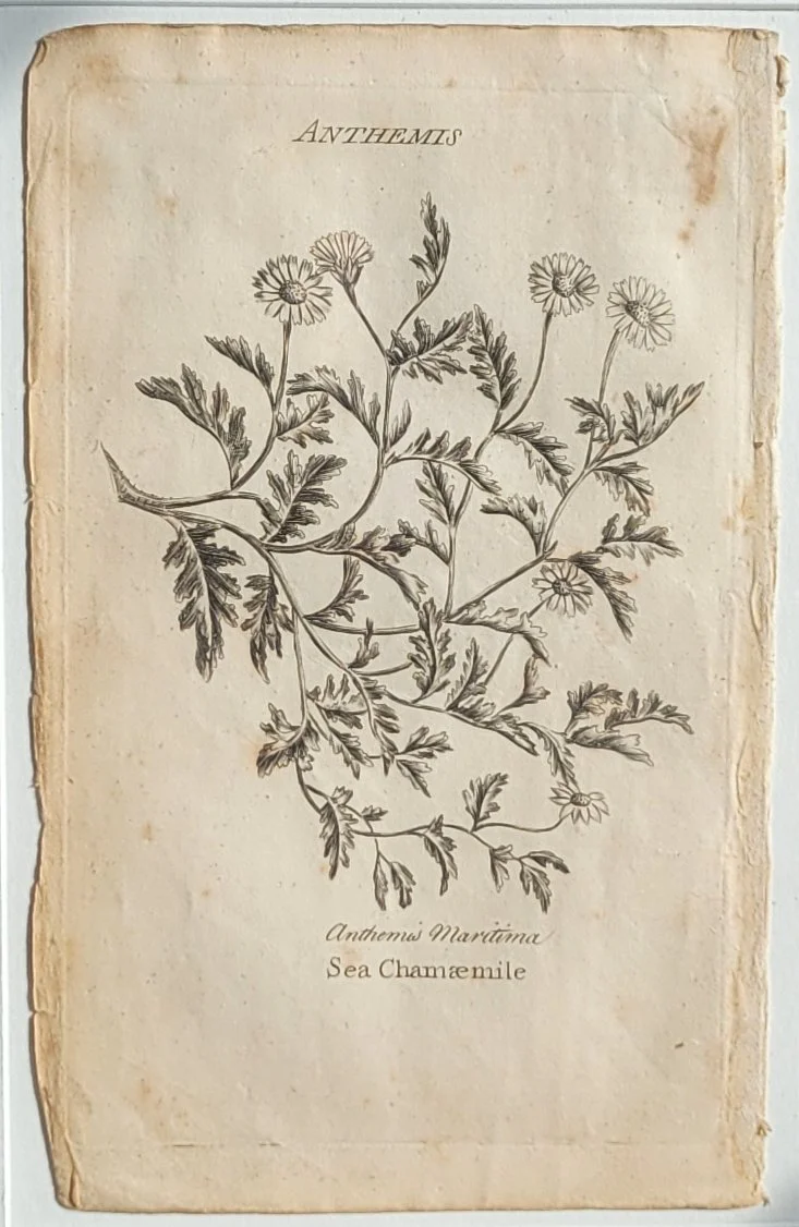 seachamomile-plate.jpg