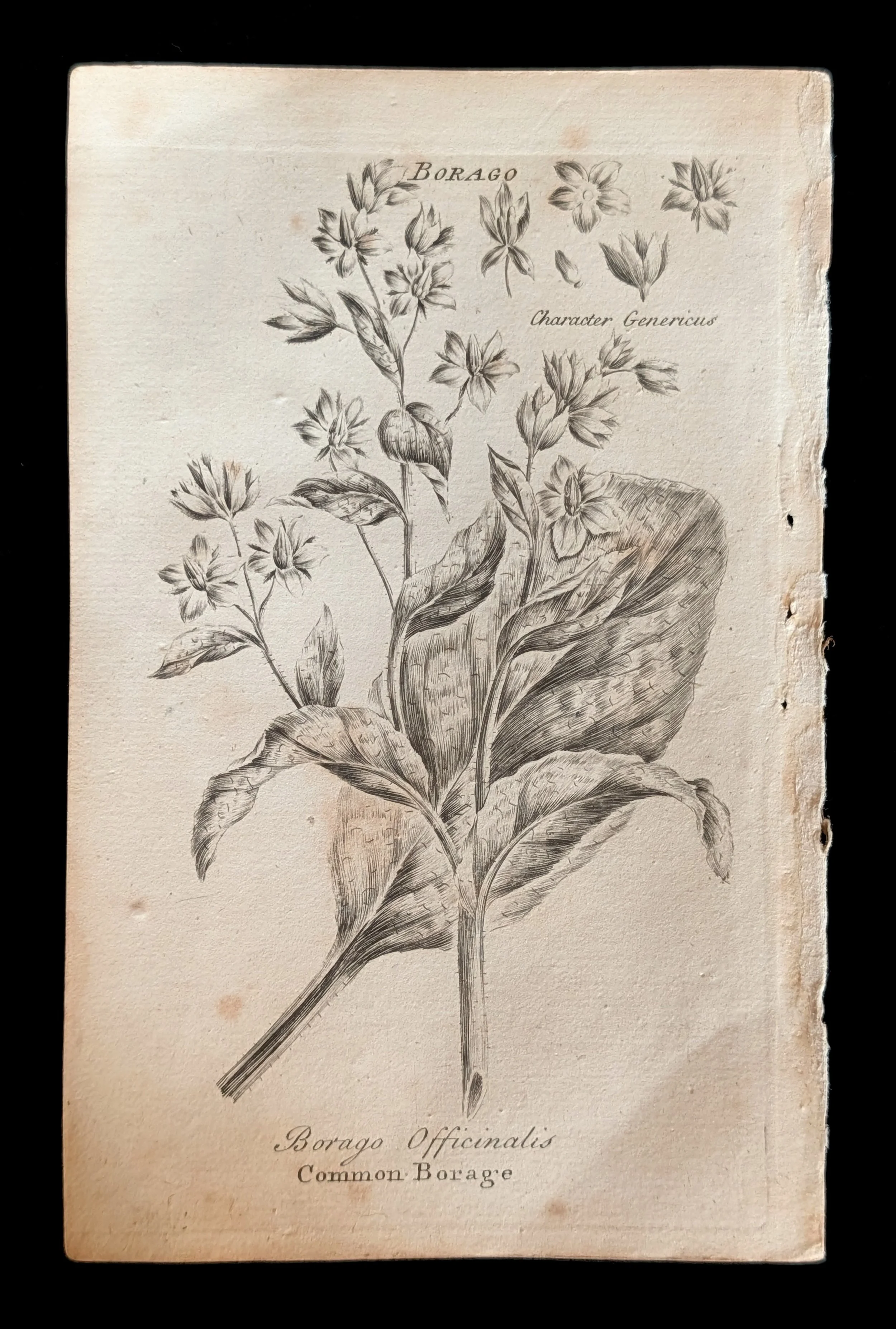 14_PAIR_Borage_plate.jpg