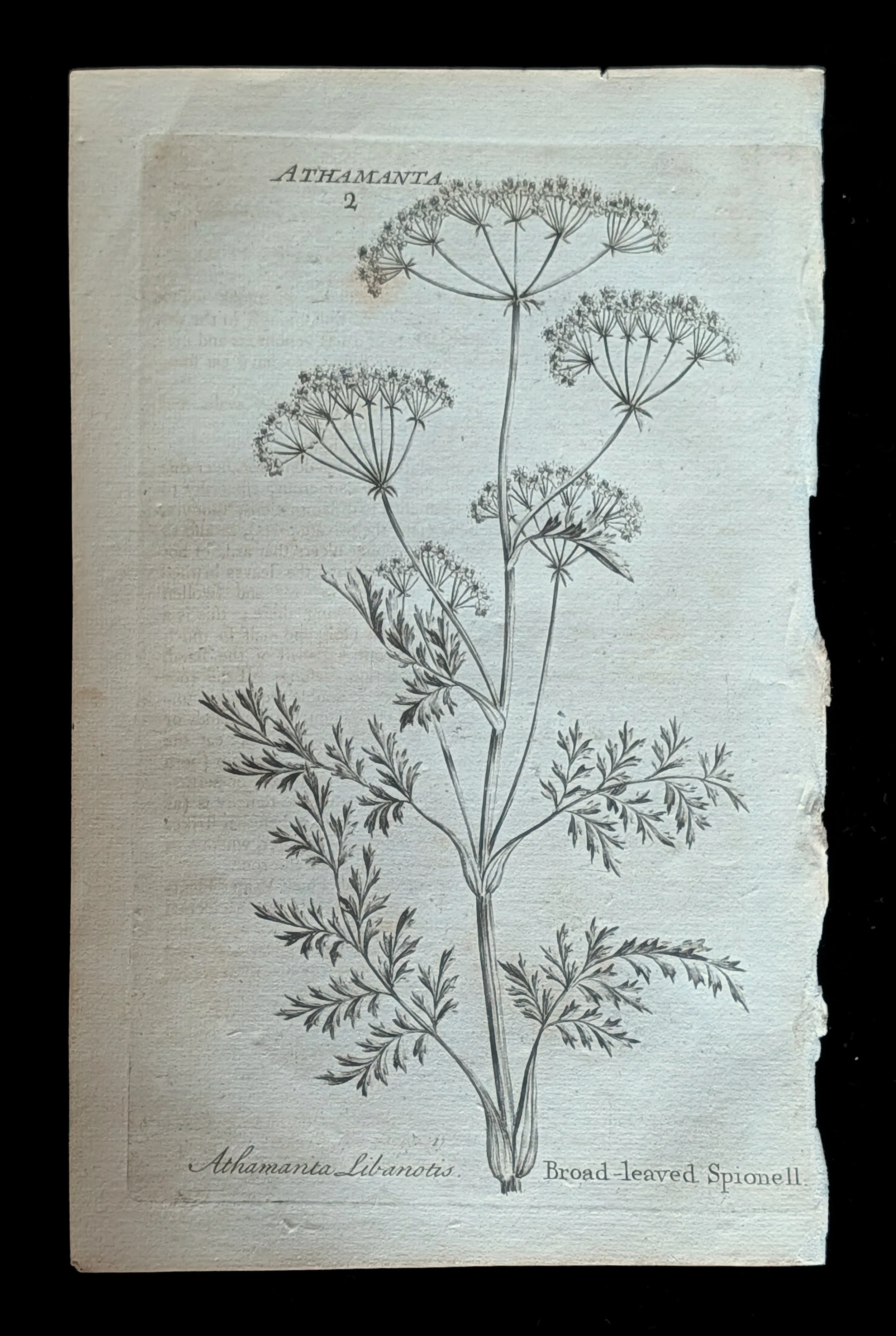 37_PLATE_BroadLeavedSpignel.jpg