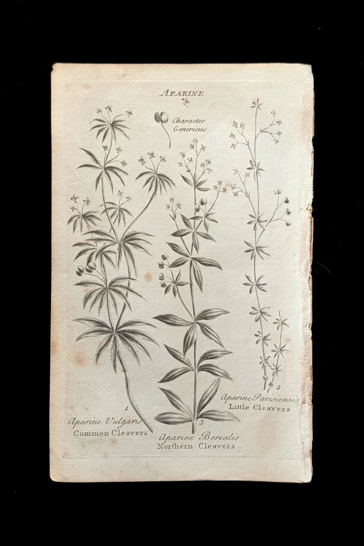C1792_S01_Cleavers_plate.jpg