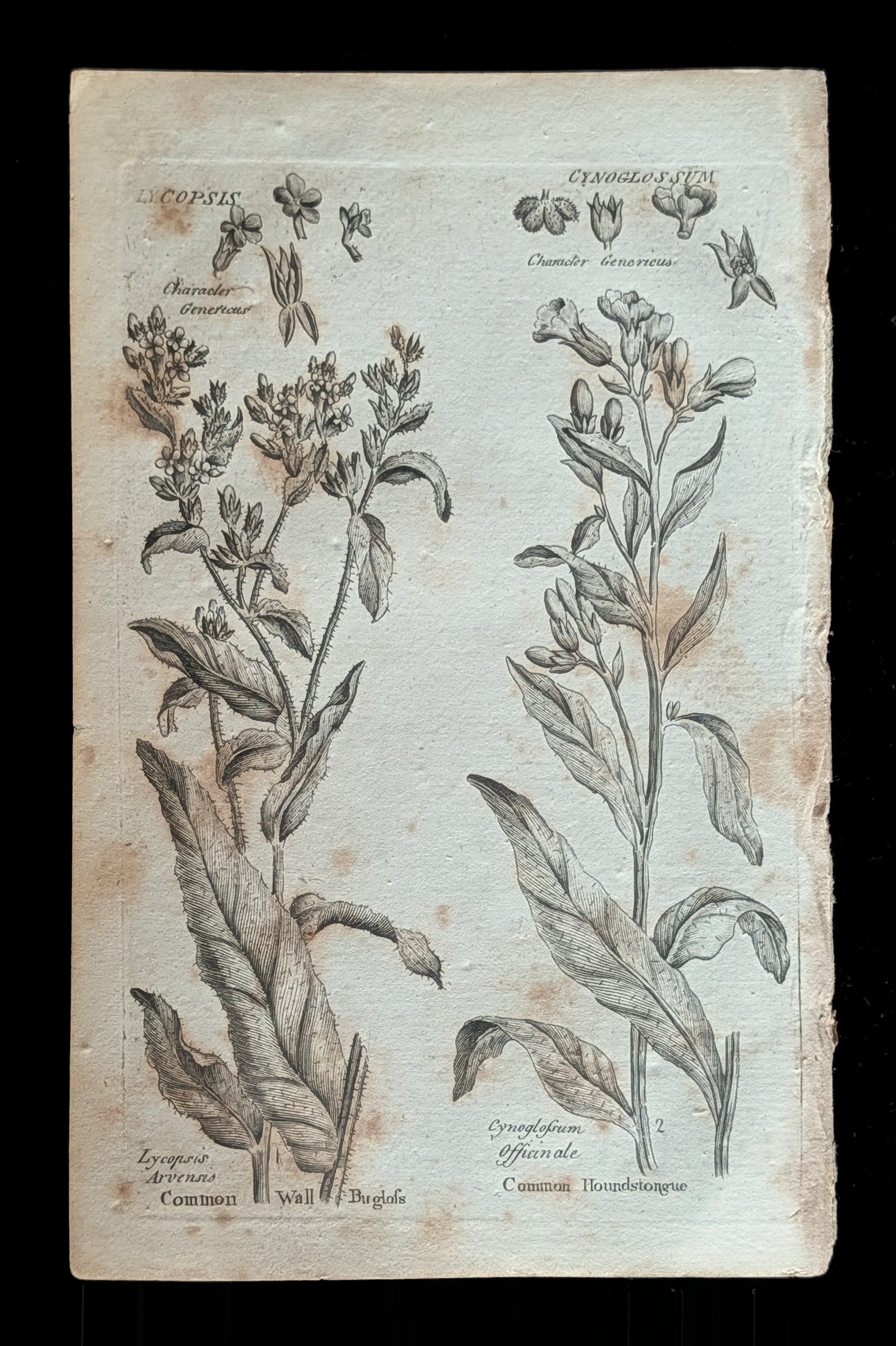 28_PLATE_HoundsTongue_WallBugloss.jpg