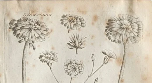 dandelions-flowers.jpg