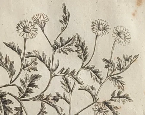 seachamomile-flowers.jpg