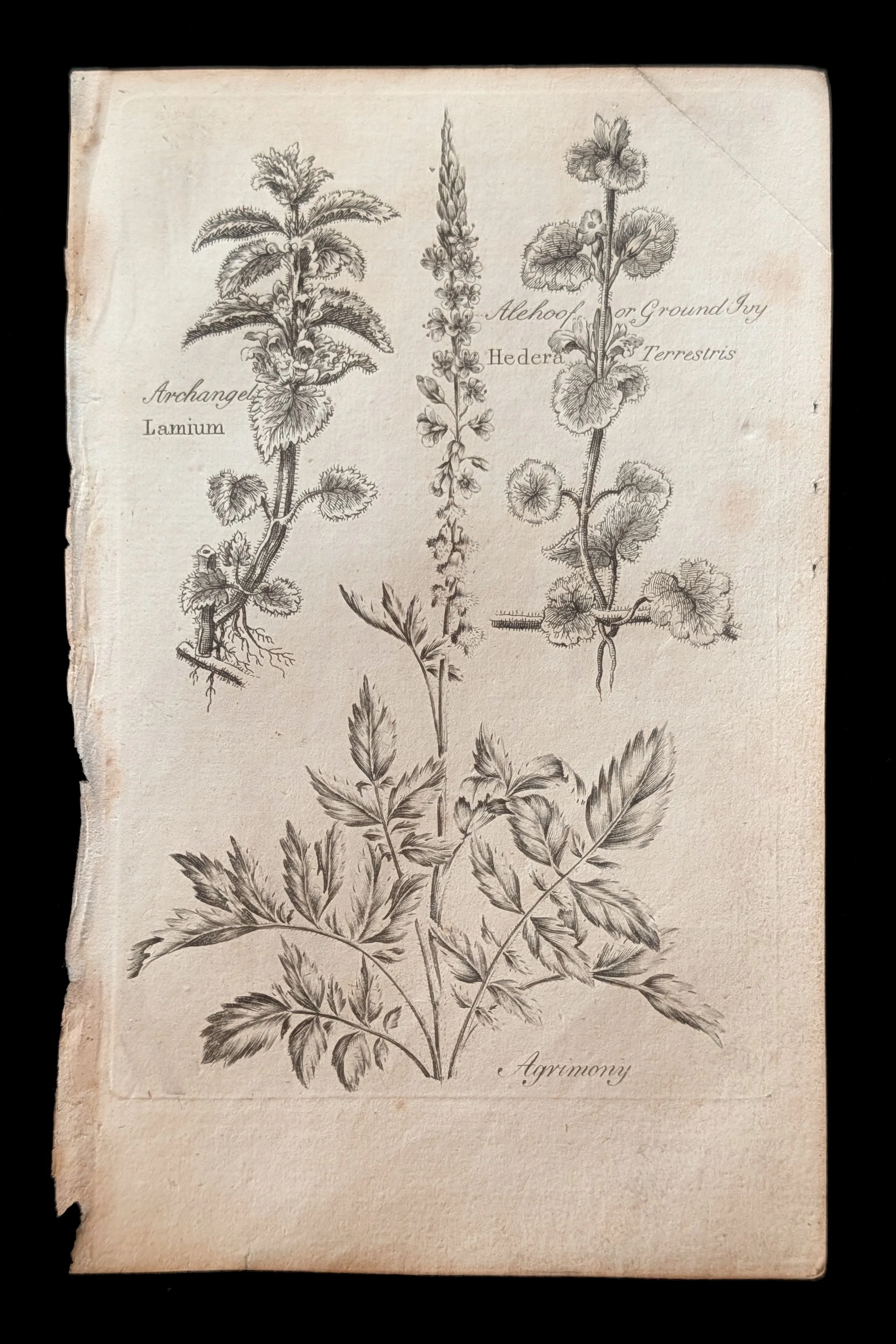 1792 – Culpeper’s Astrological Herbal: An Engraved Plant Plate with Its Matching Text Page