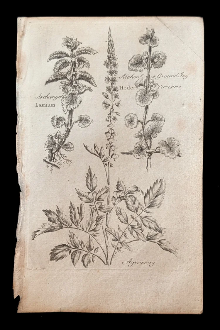 Agrimony, archangel, and ground ivy, engraved plate from the 1792 Culpeper herbal