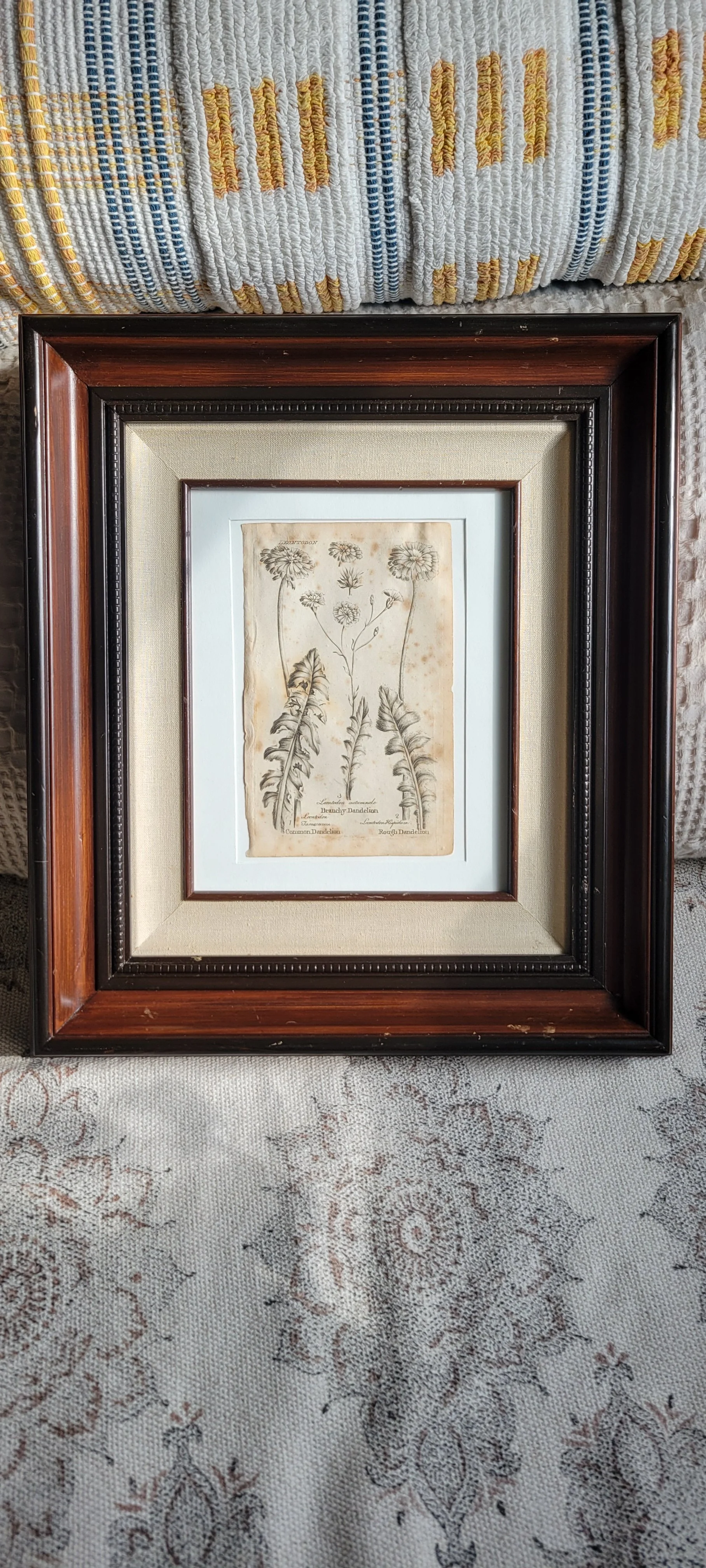 culpeper-1792-framed-dandelions.jpg