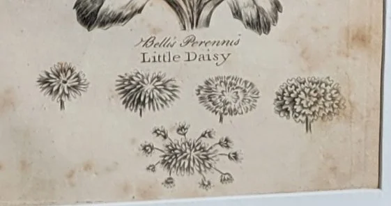 daisy-flowerheads.jpg
