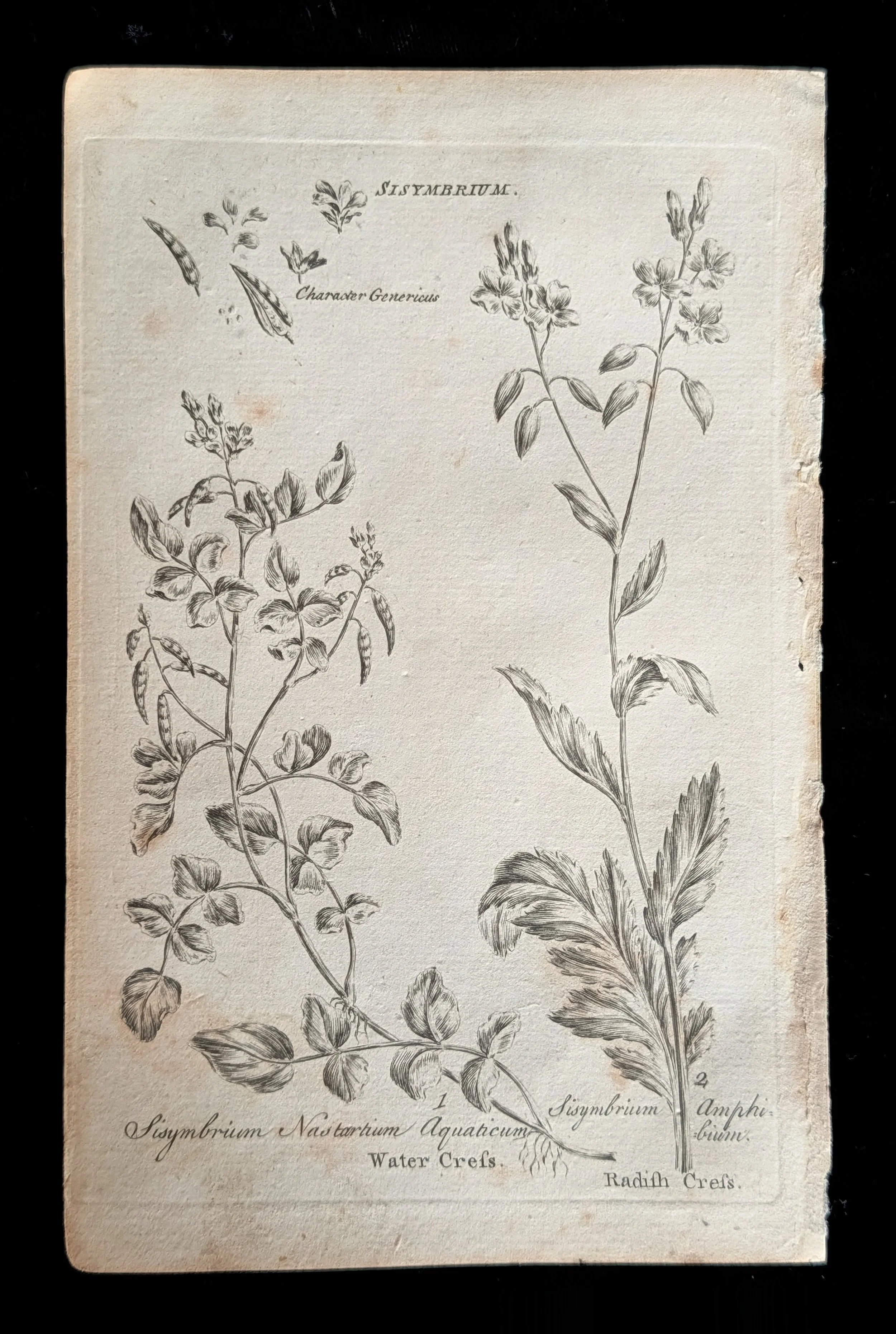 03_PAIR_Watercress_plate.jpg