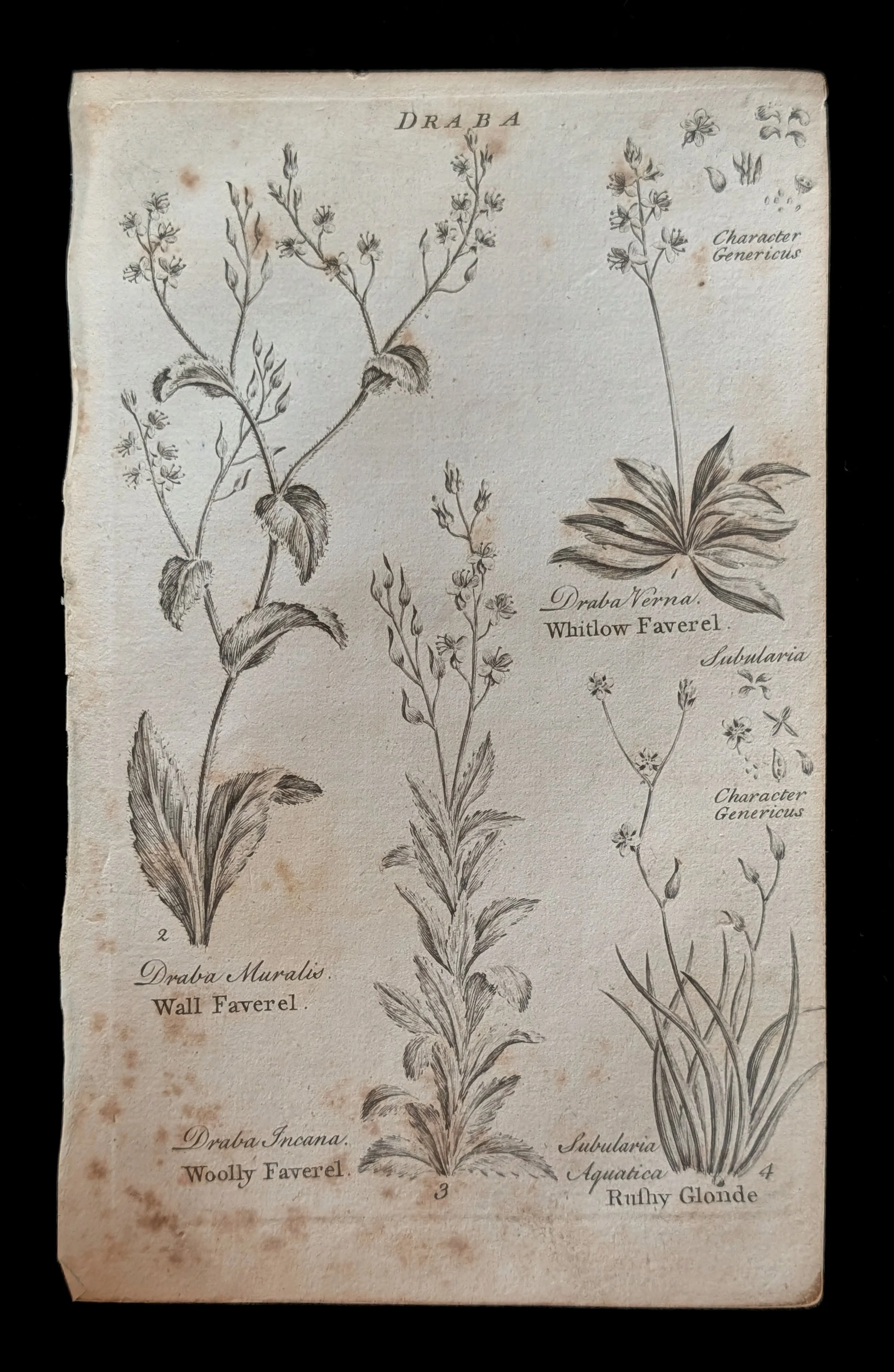 26_PAIR_Draba_plate.jpg