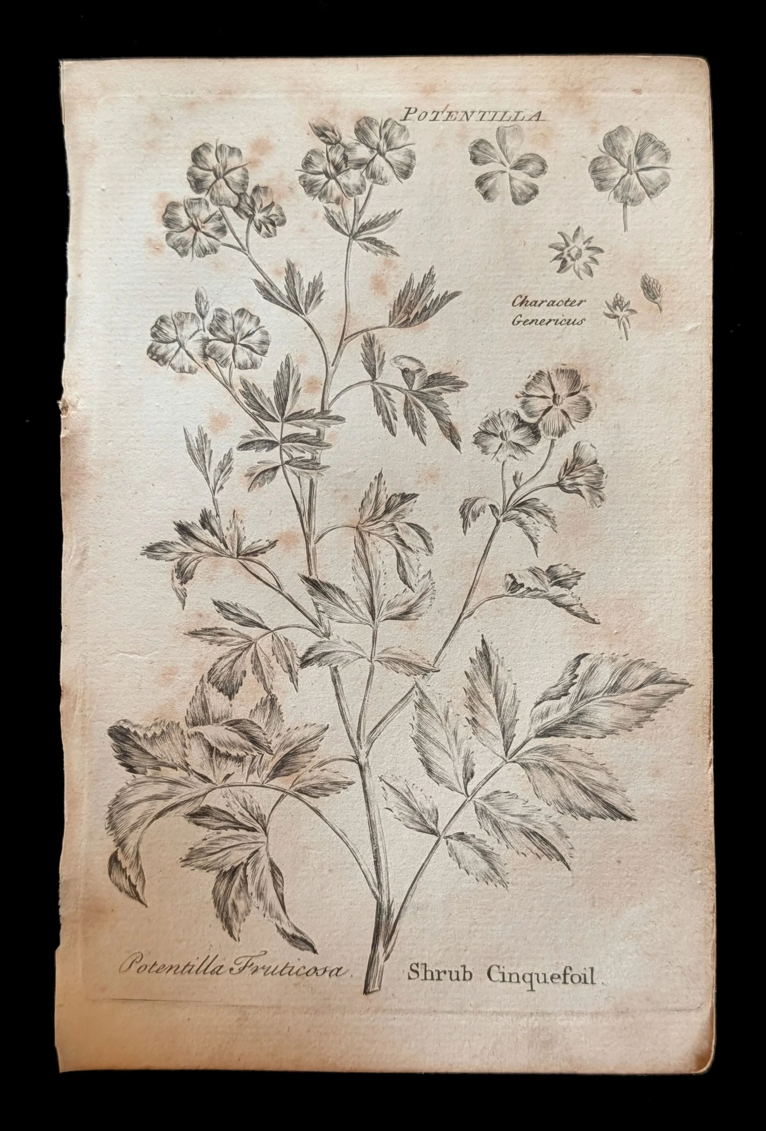 22_PAIR_ShrubCinquefoil_plate.jpg
