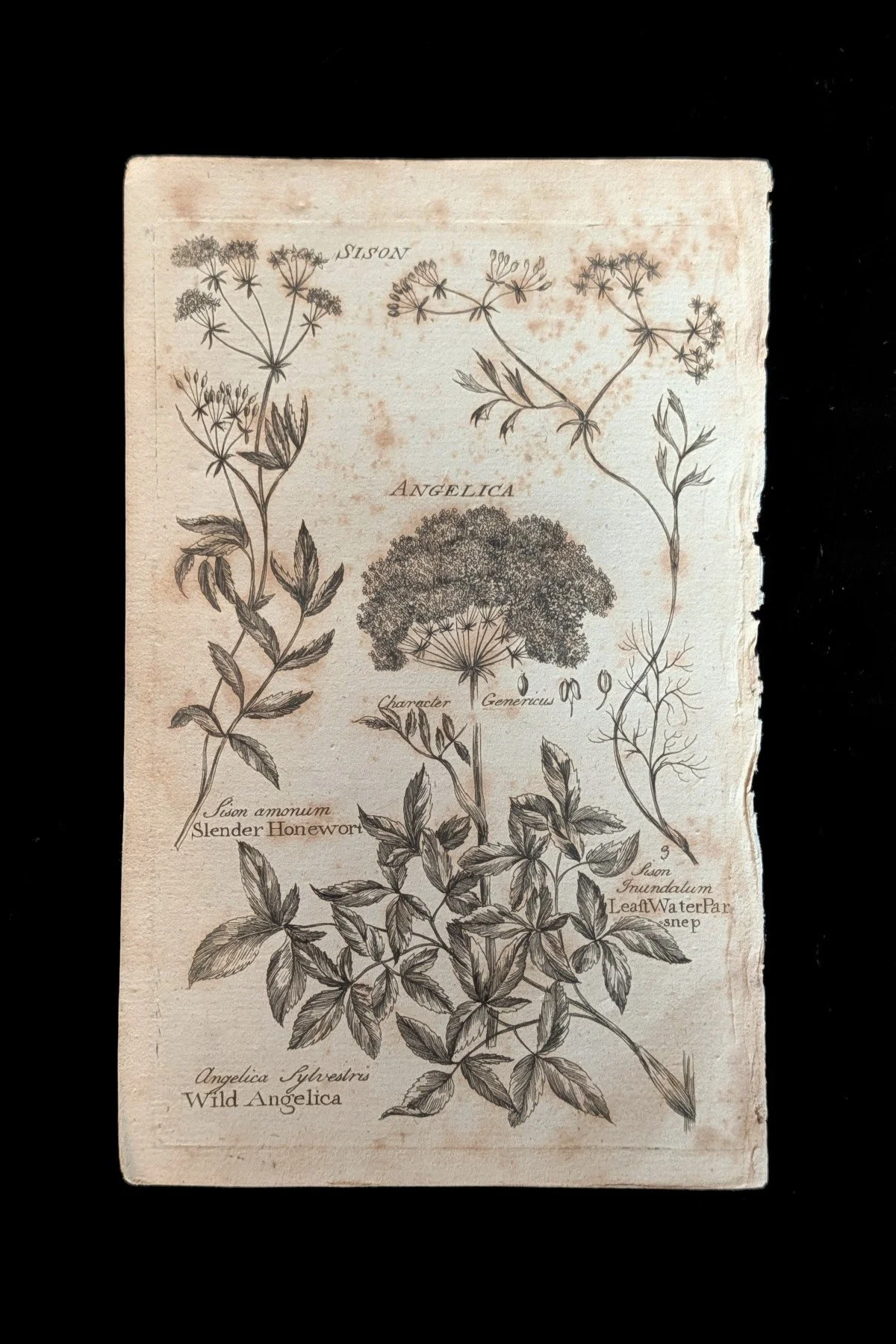 C1792_P10_AngelicaHonewortWaterParsnip_plate.jpg