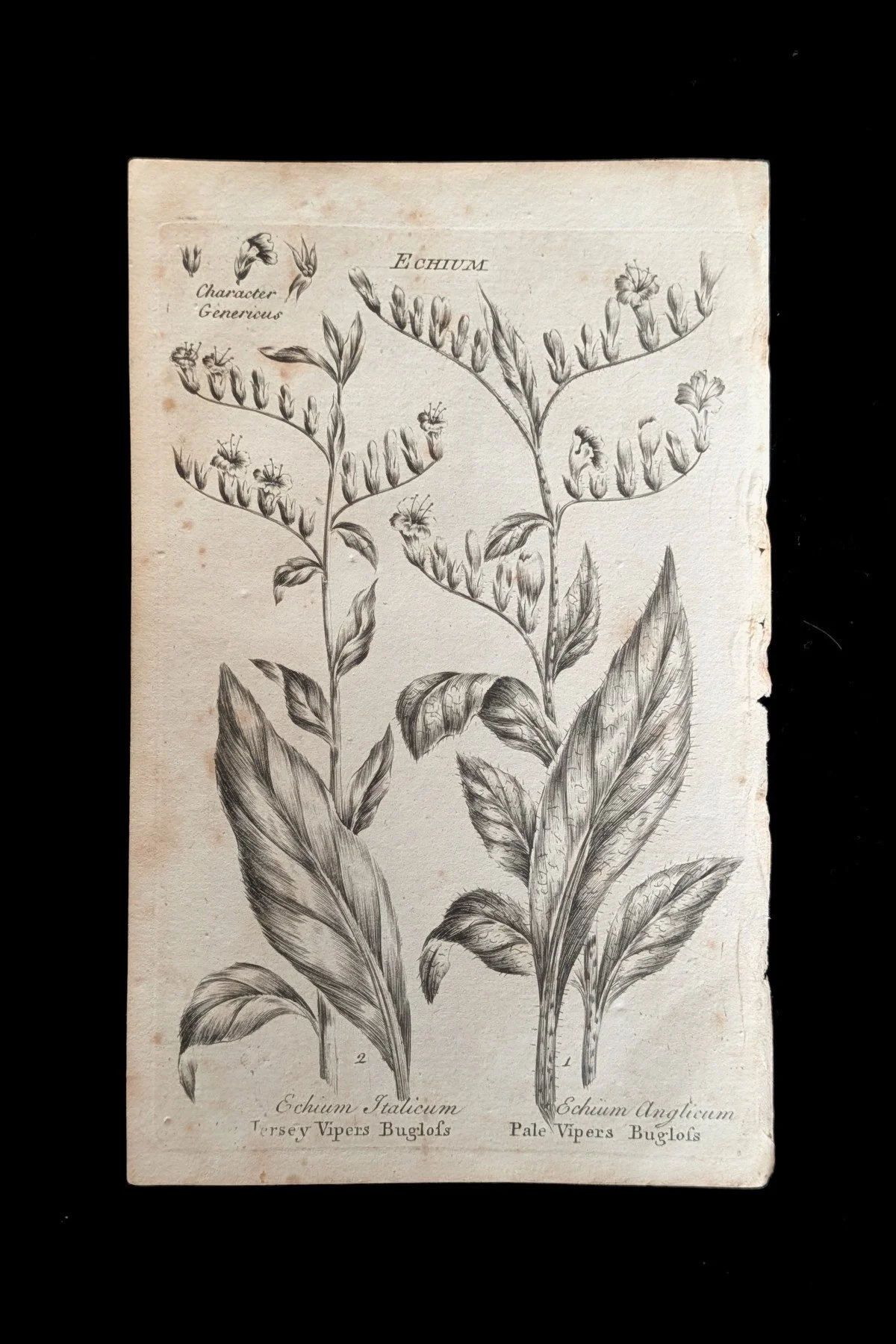 C1792_S03_VipersBuglosses_plate.jpg