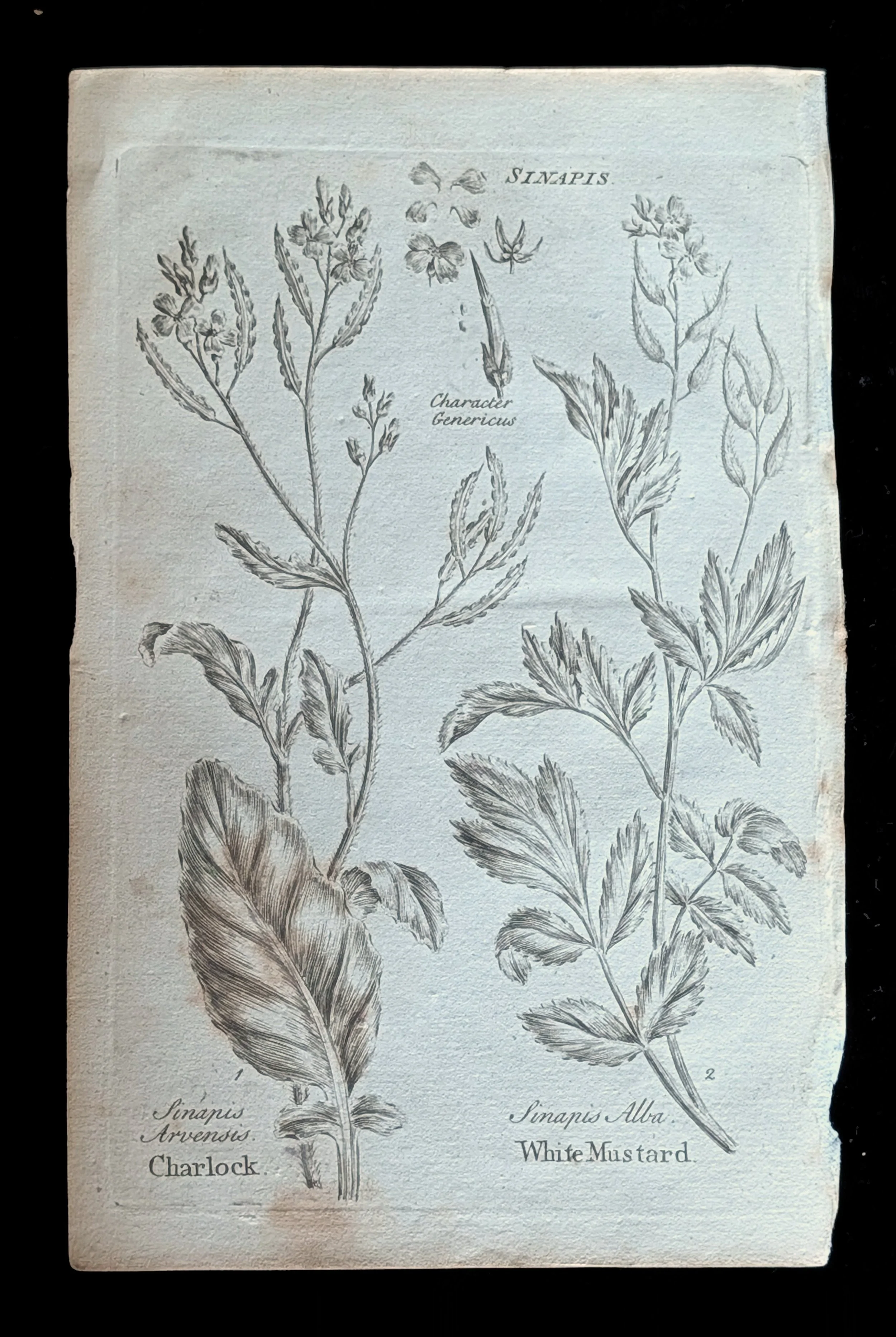 1792 – Culpeper’s Astrological Herbal: An Original Engraved Plant Plate