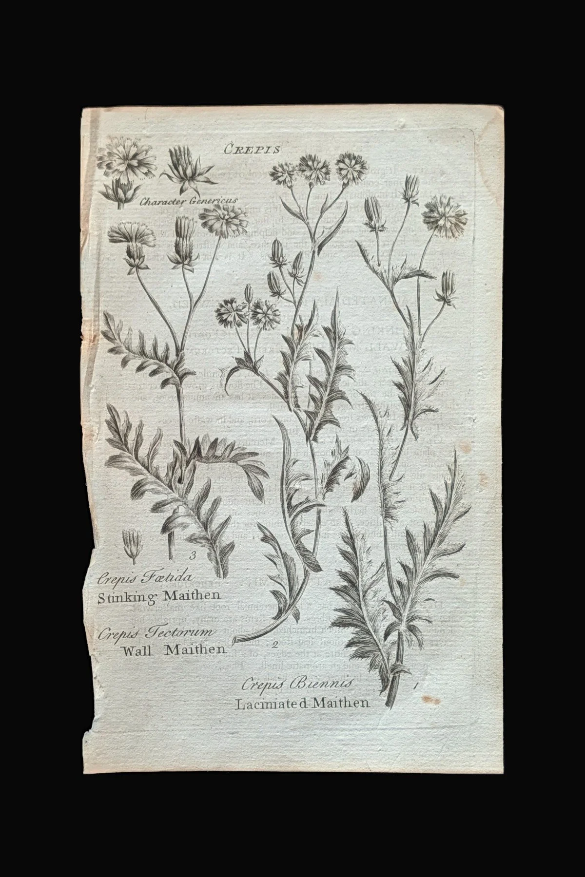 R_29_PLATE_Crepis_Maithens.jpg