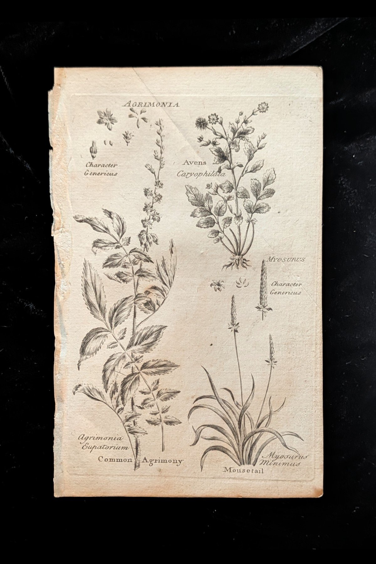 C1792_P02_AgrimonyAvensMousetail_plate.jpg