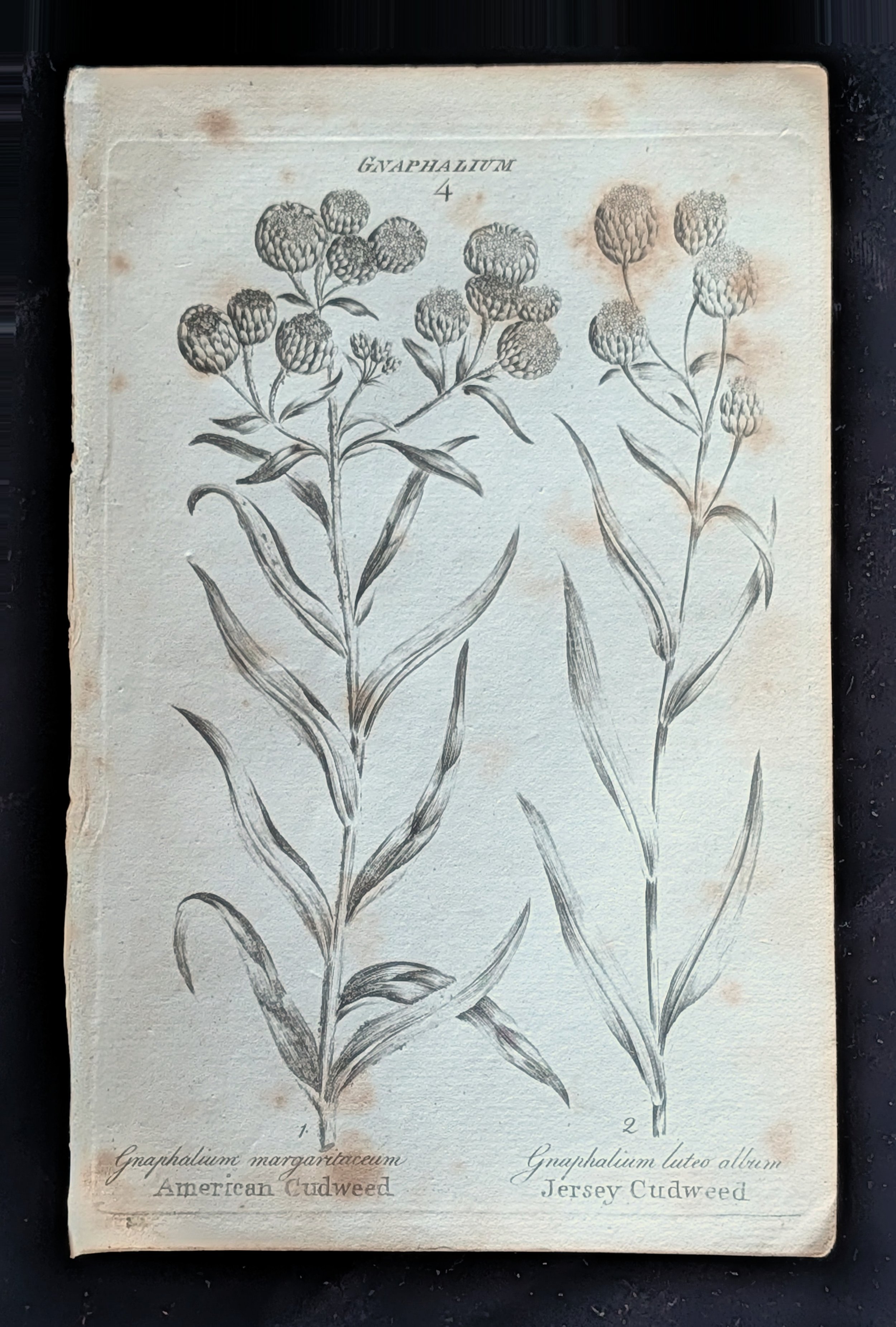 36_PLATE_Gnaphalium_Cudweeds.jpg