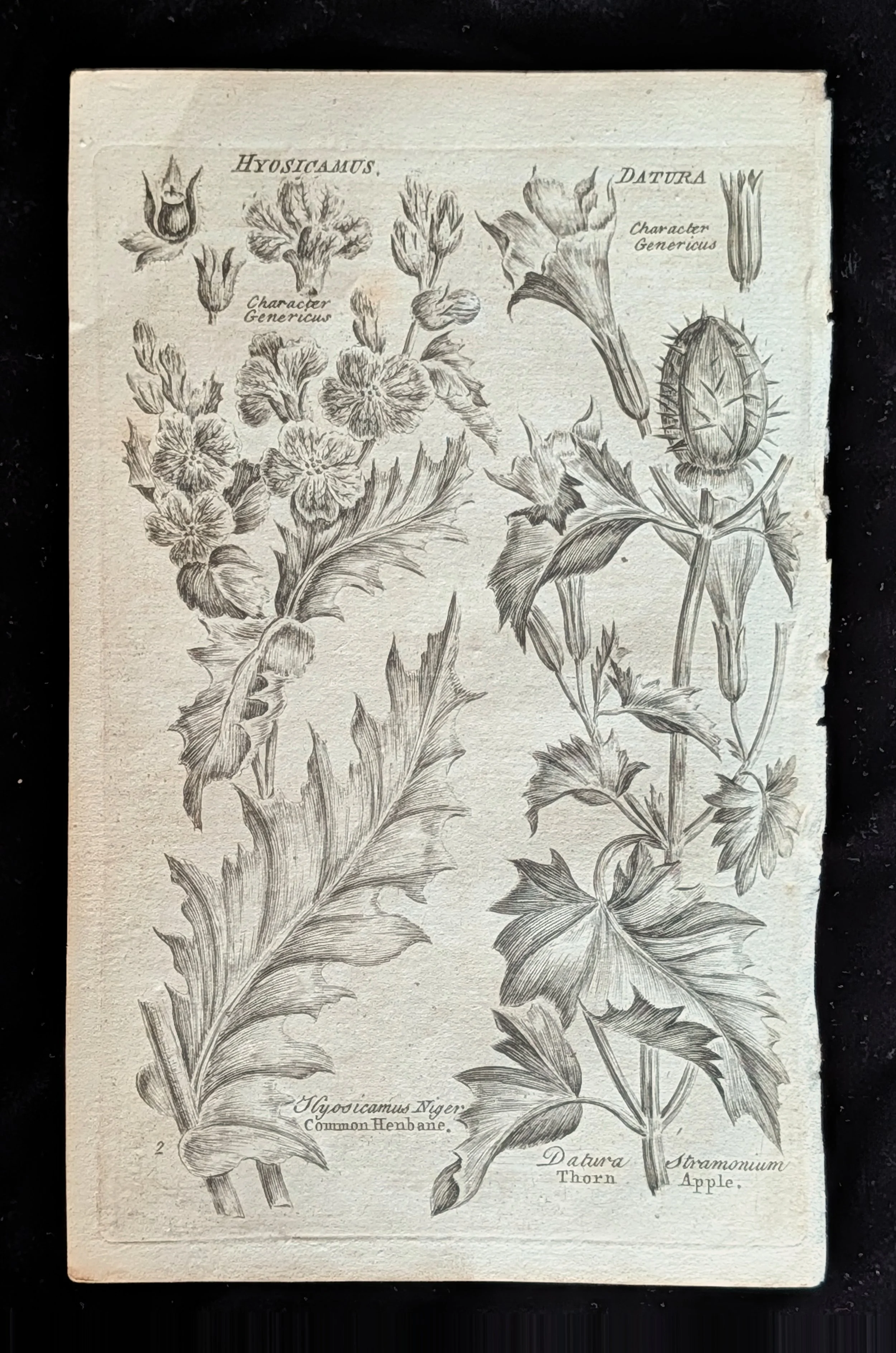 30_PLATE_Henbane_ThornApple.jpg