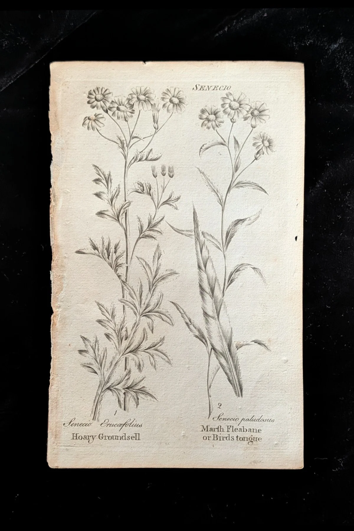 C1792_S04_GroundselMarshFleabane_plate.jpg