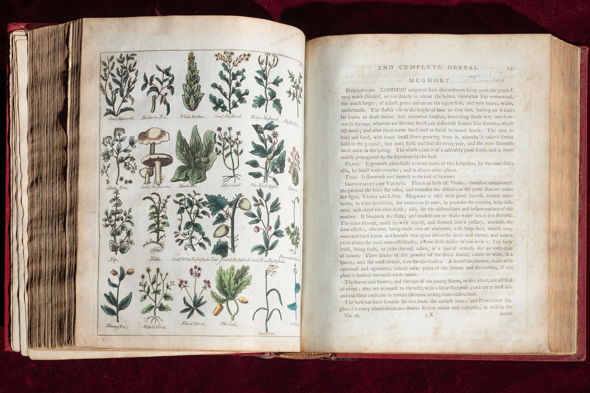 1790 – The Occult Herbal: Sibly's Culpeper with 450 Hand-Colored Plant Figures, Annotated Throughout by a Working Herbalist