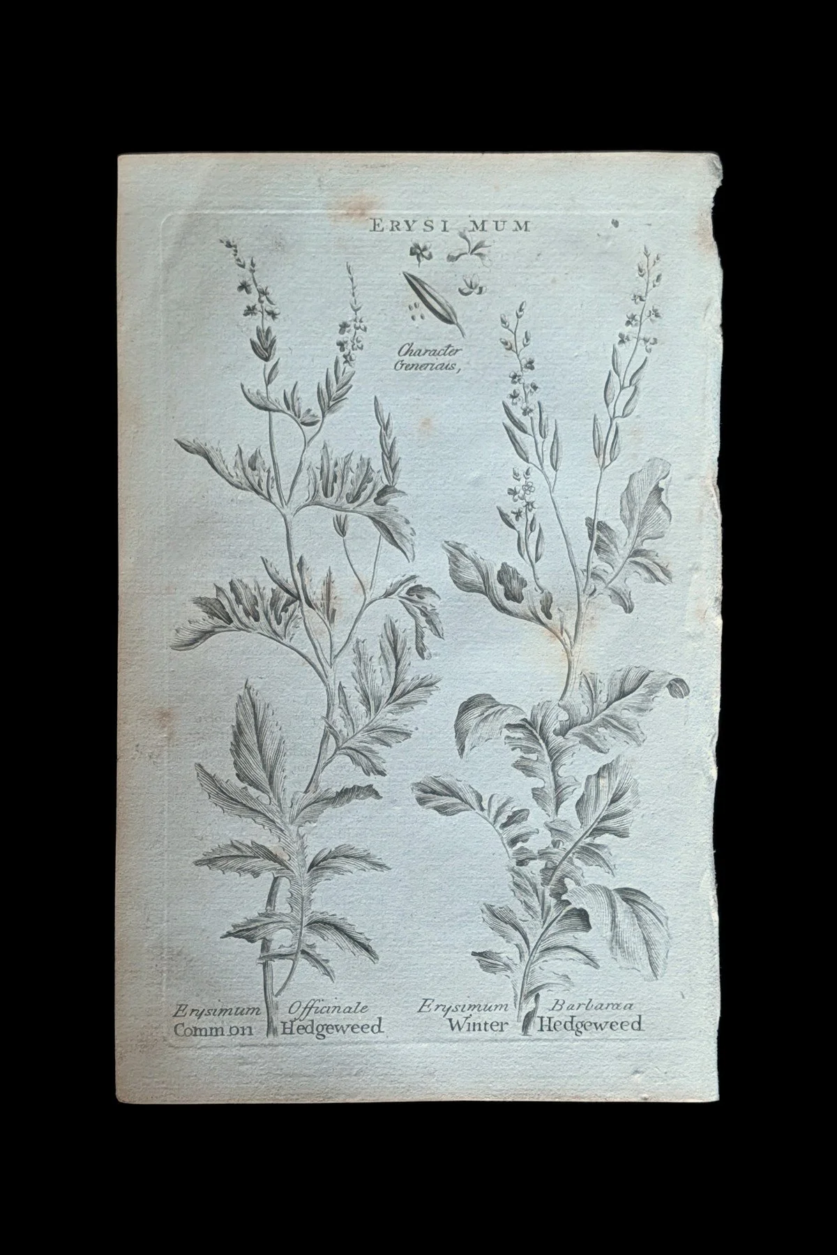 R_38_PLATE_Erysimum_CommonWinterHedgeweed.jpg
