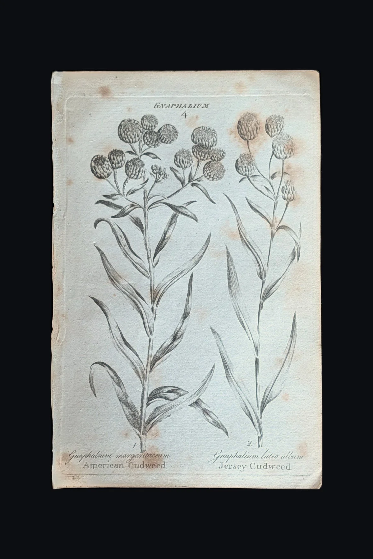 R_36_PLATE_Gnaphalium_Cudweeds.jpg